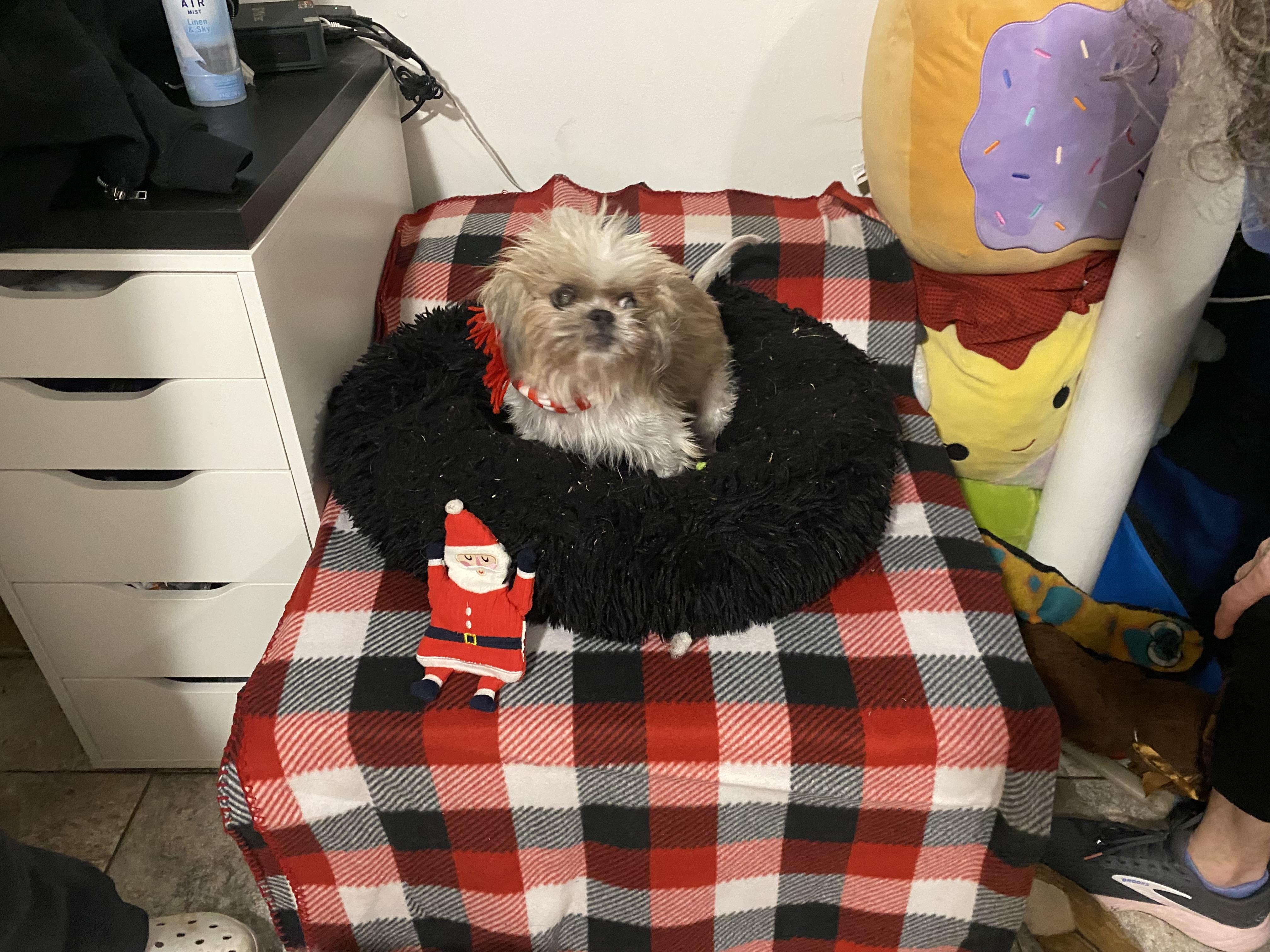 Zesty, a Adoptable mixed breed in Baldwin, NY image 2/2