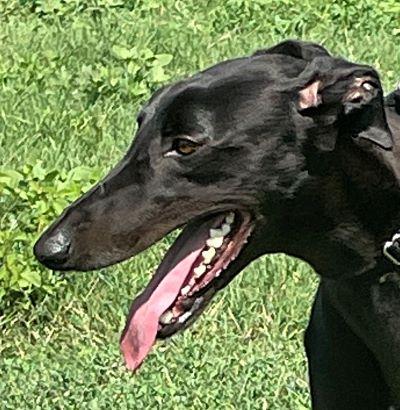Roy (aka Our Boy Roy), Adopted, Adult Male Greyhound.