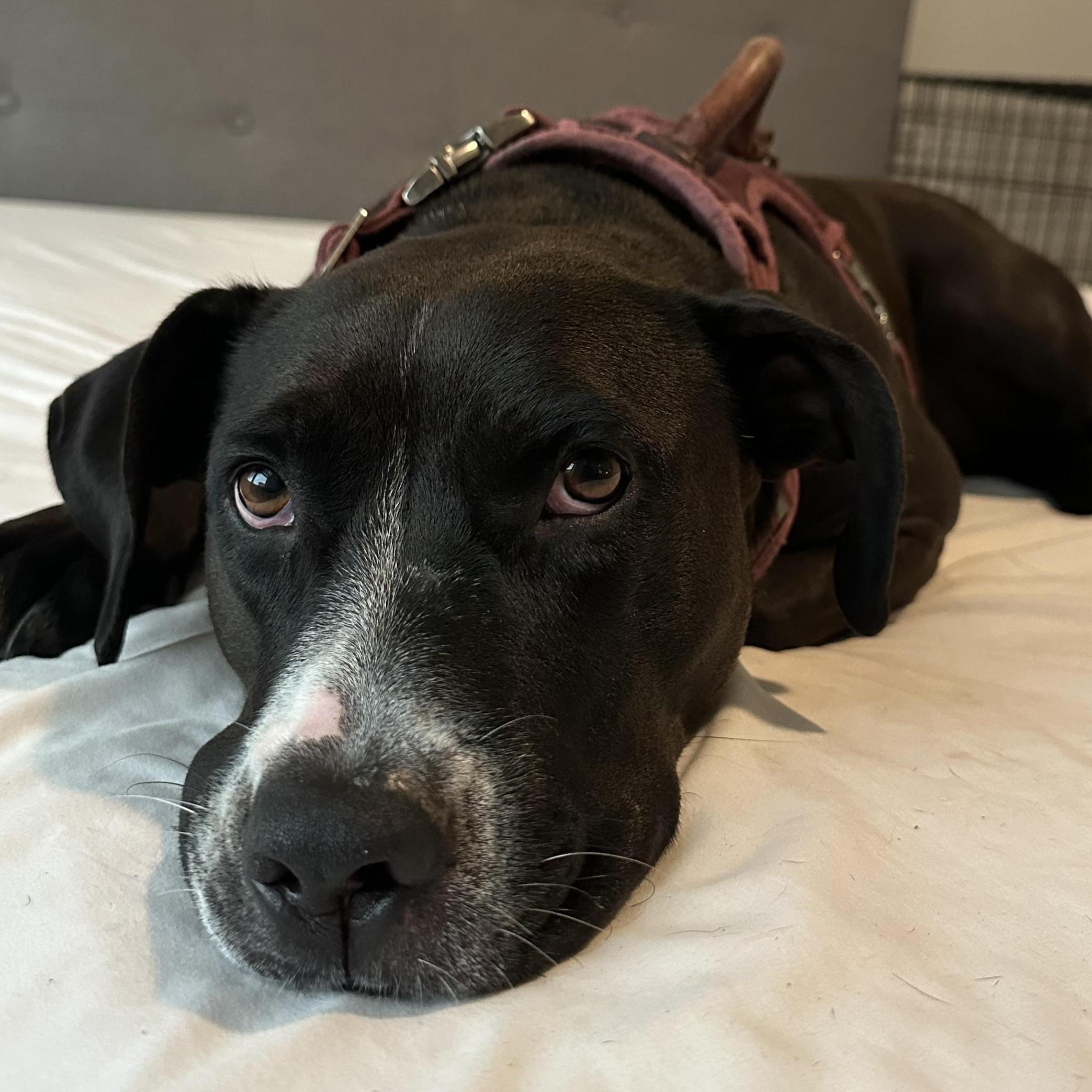 Enlarge Comfy, an adopted mixed breed in White Marsh, MD image 5/6
