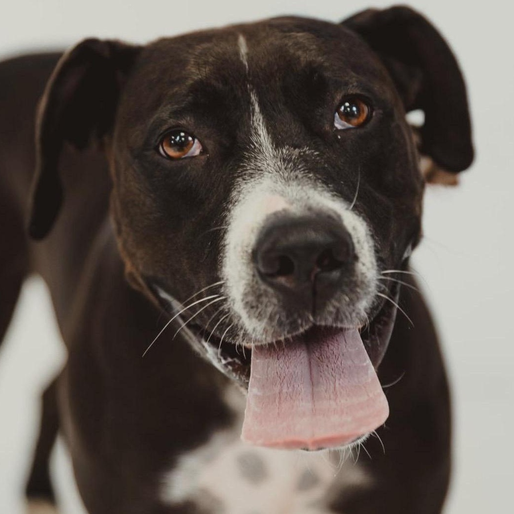 Enlarge Comfy, an adopted mixed breed in White Marsh, MD image 2/6