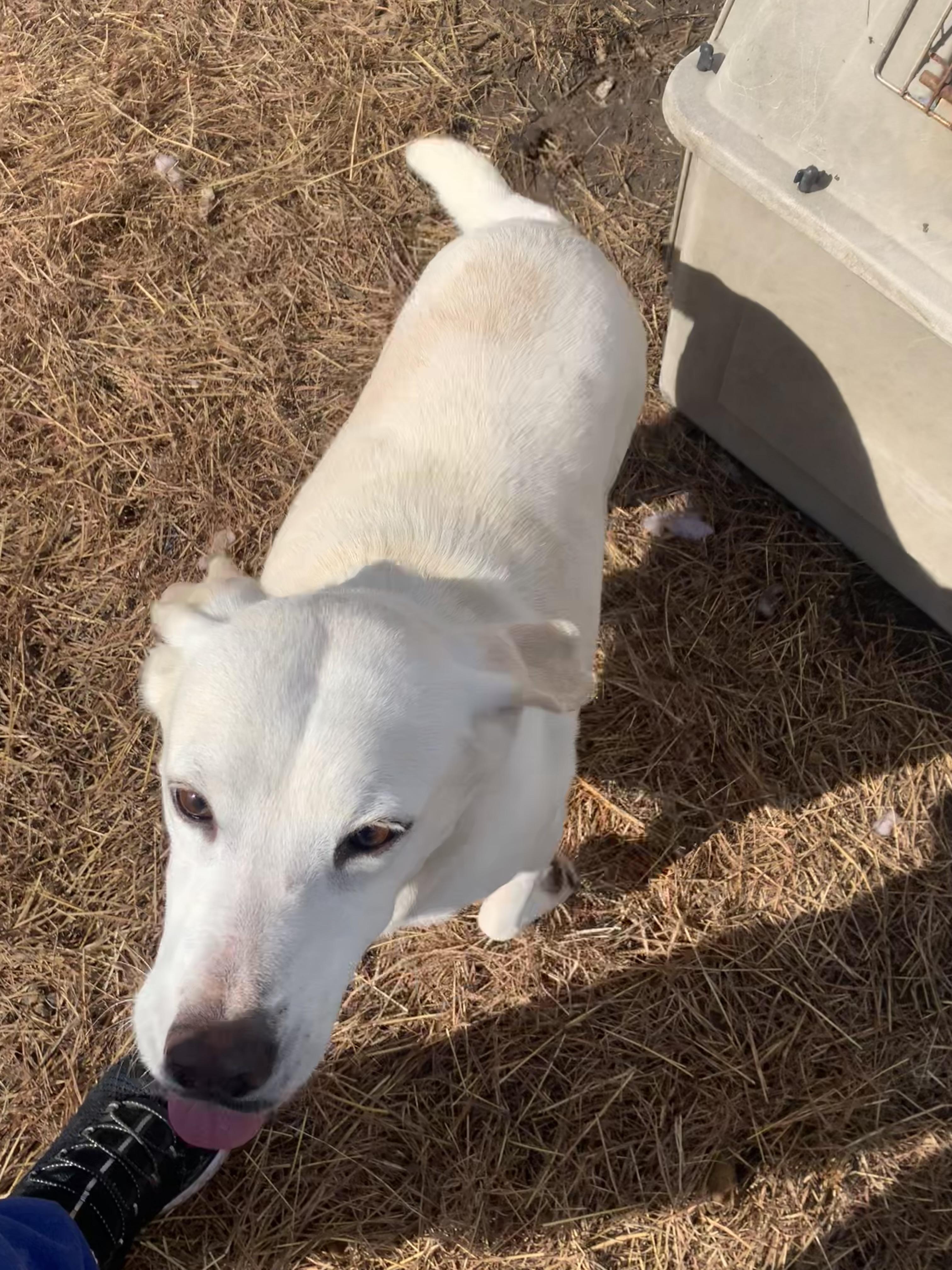 Tasha, a Adoptable mixed breed in Beeville, TX image 1/5