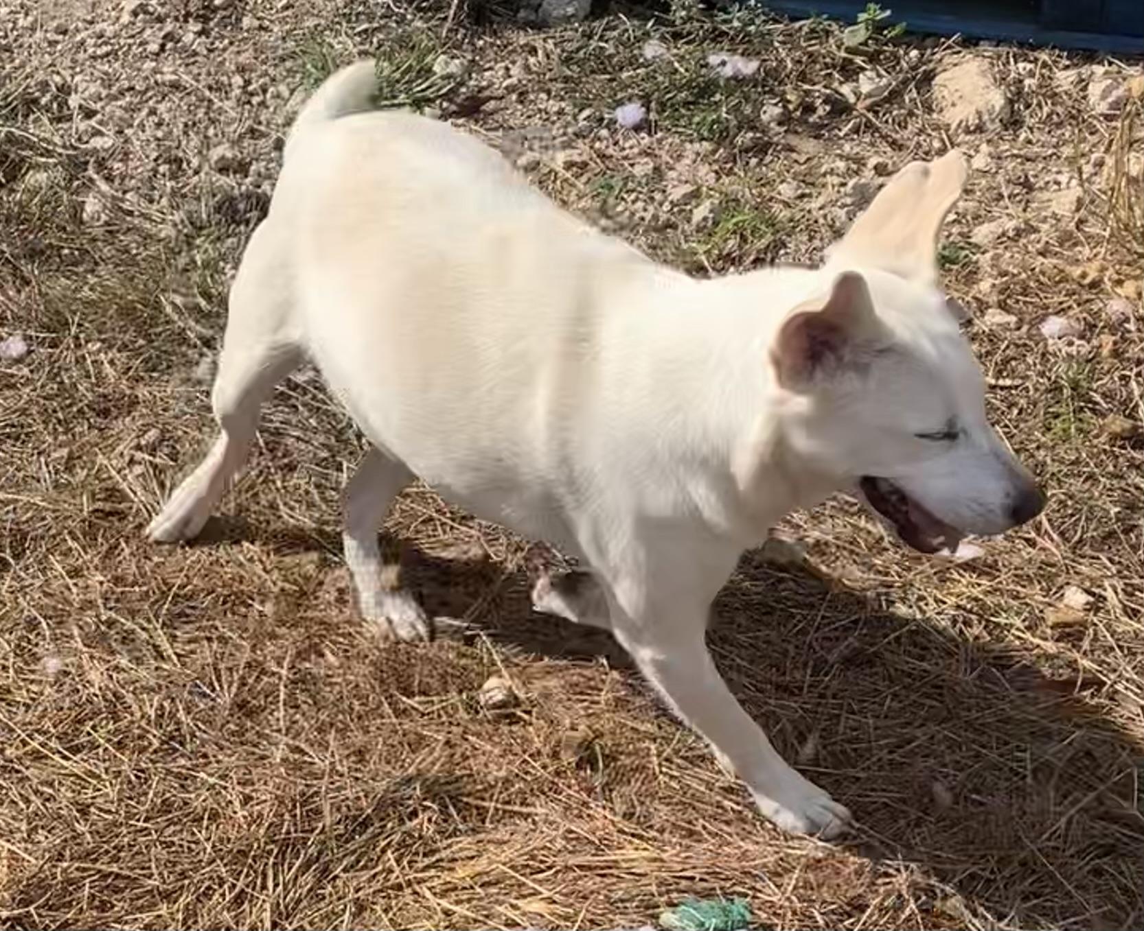 Tasha, a Adoptable mixed breed in Beeville, TX image 3/5