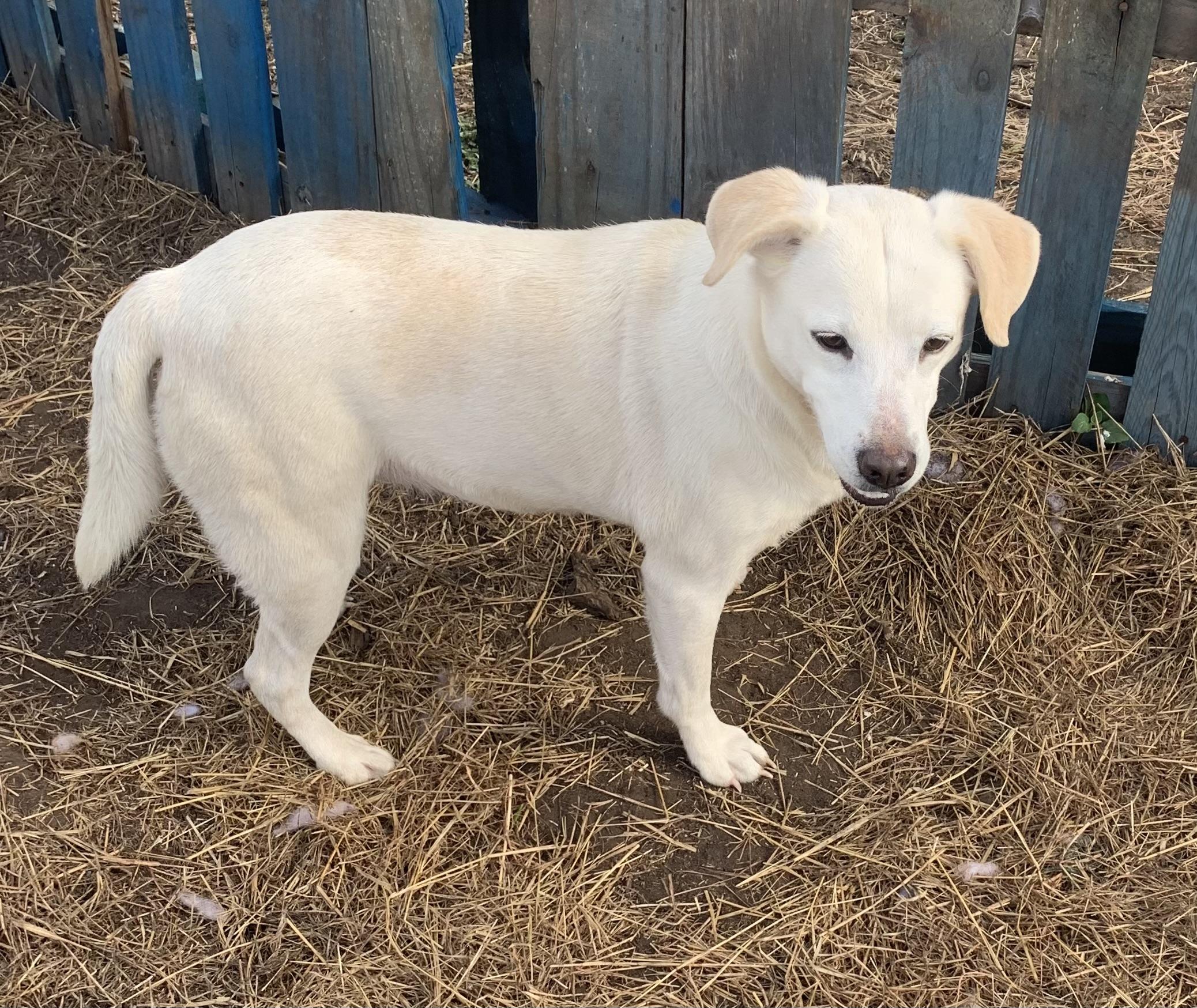 Tasha, a Adoptable mixed breed in Beeville, TX image 5/5