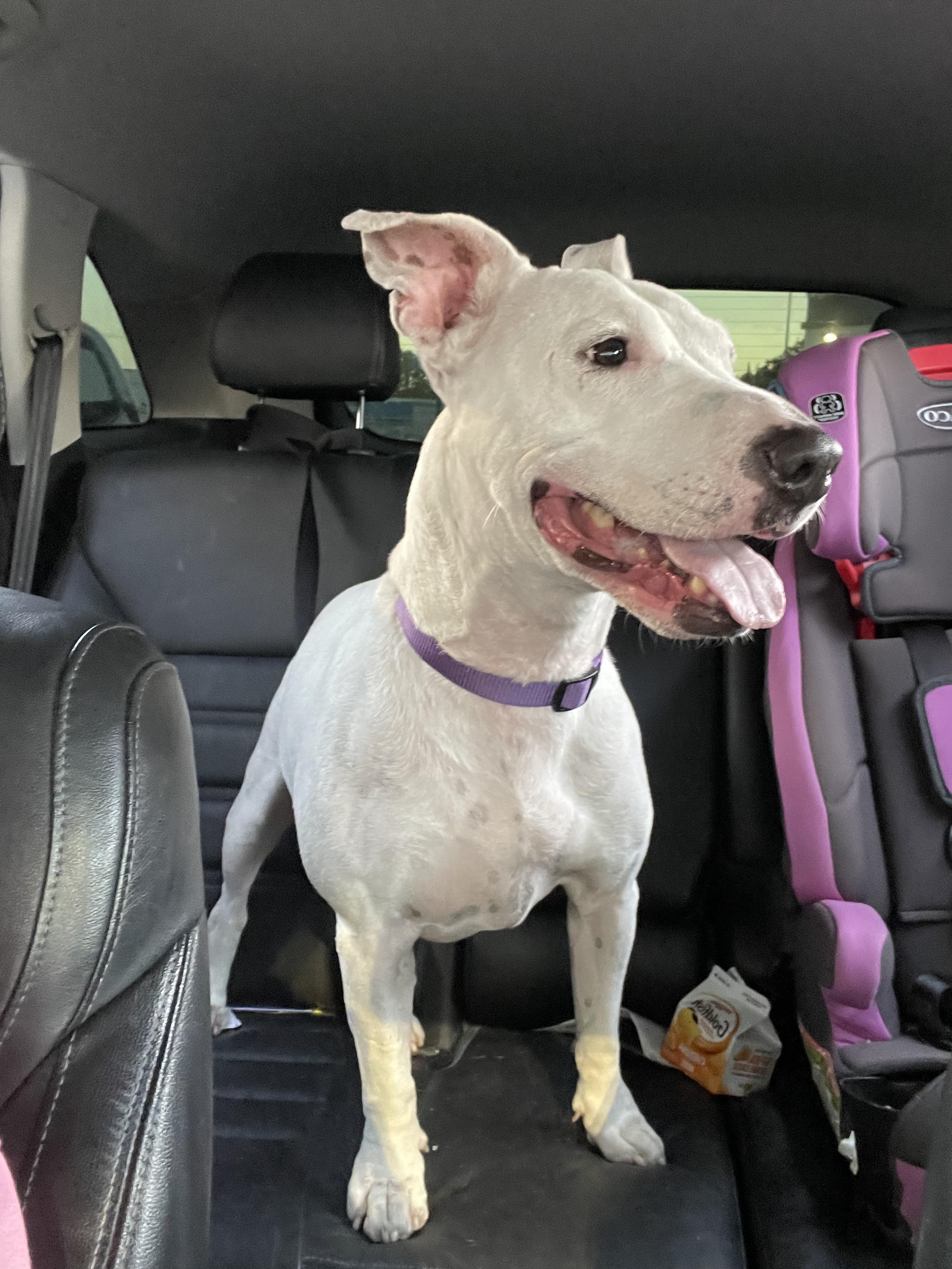 Ashton, a Adoptable Bull Terrier in Rocklin , CA image 2/6