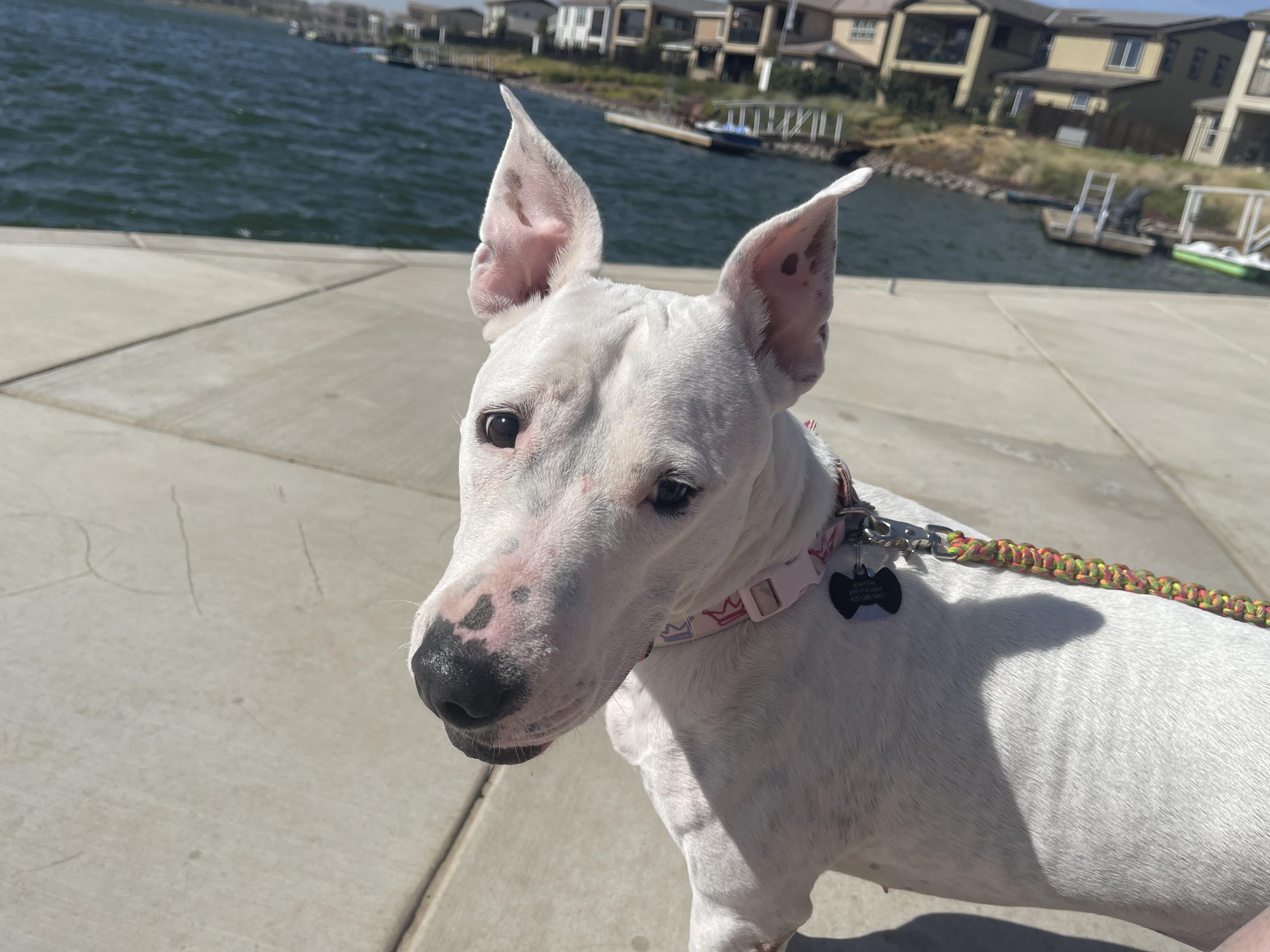 Ashton, a Adoptable Bull Terrier in Rocklin , CA image 3/6