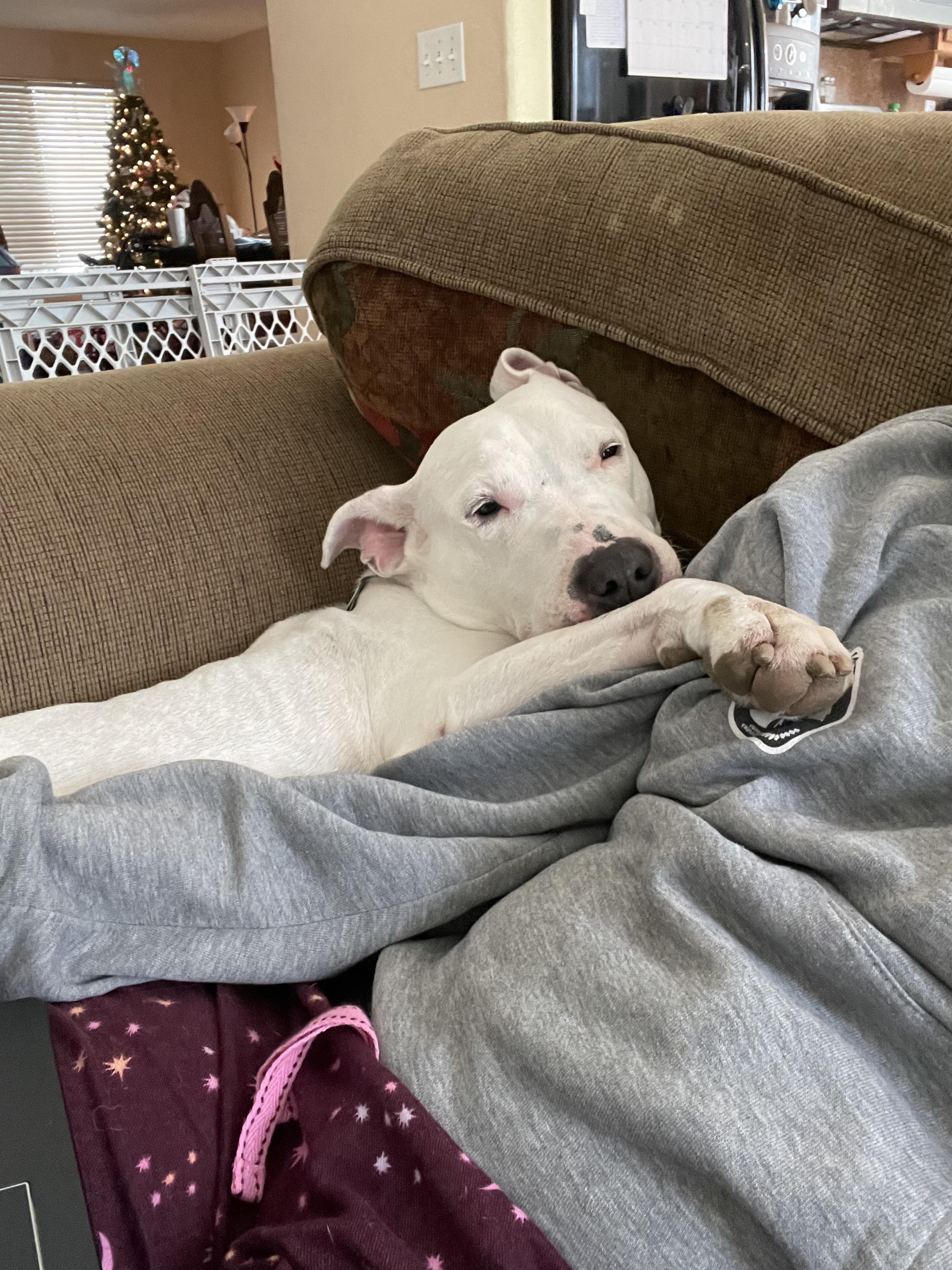 Ashton, Adoptable, Adult Female Bull Terrier.