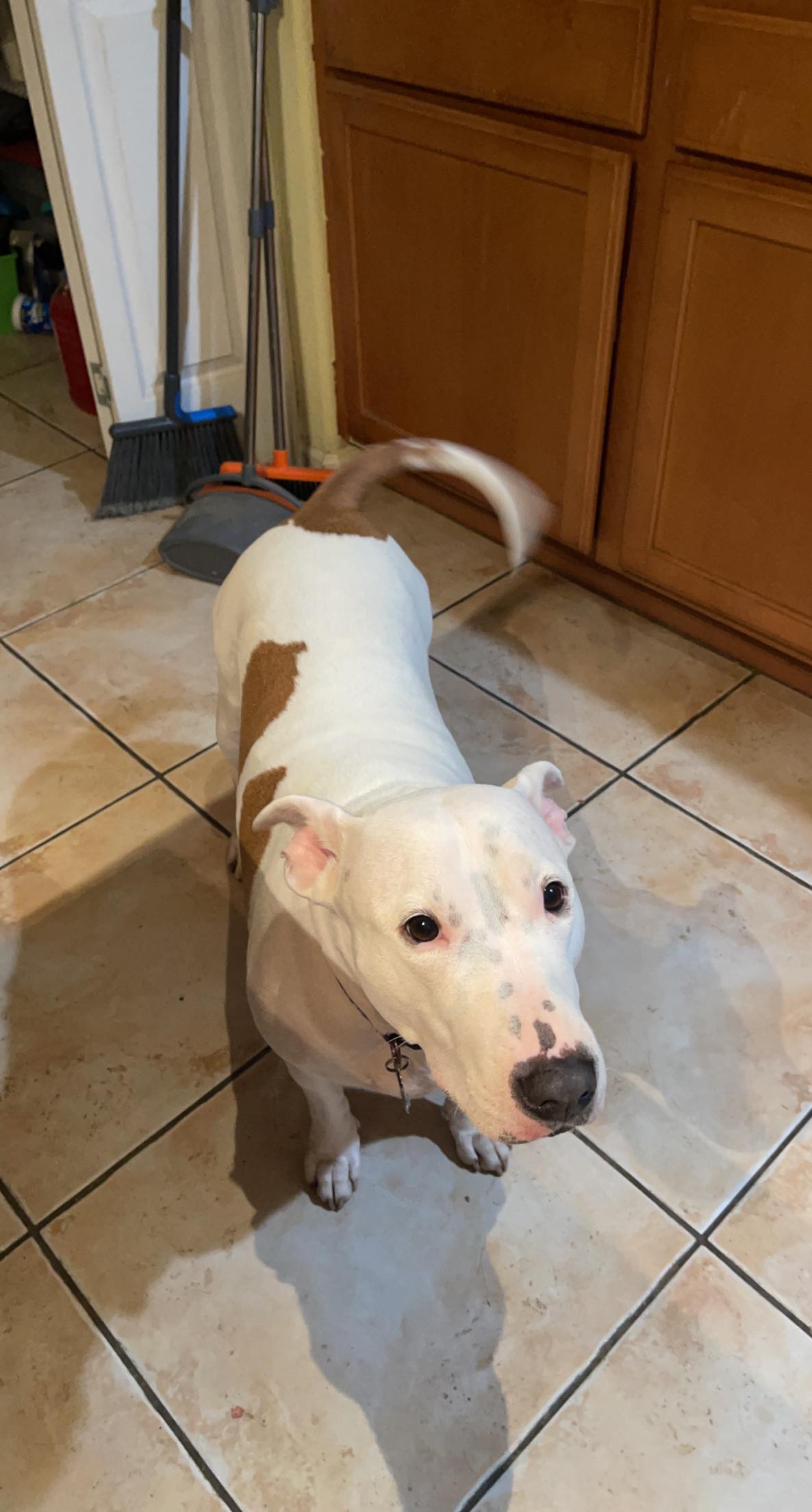 Ashton, a Adoptable Bull Terrier in Rocklin , CA image 4/6