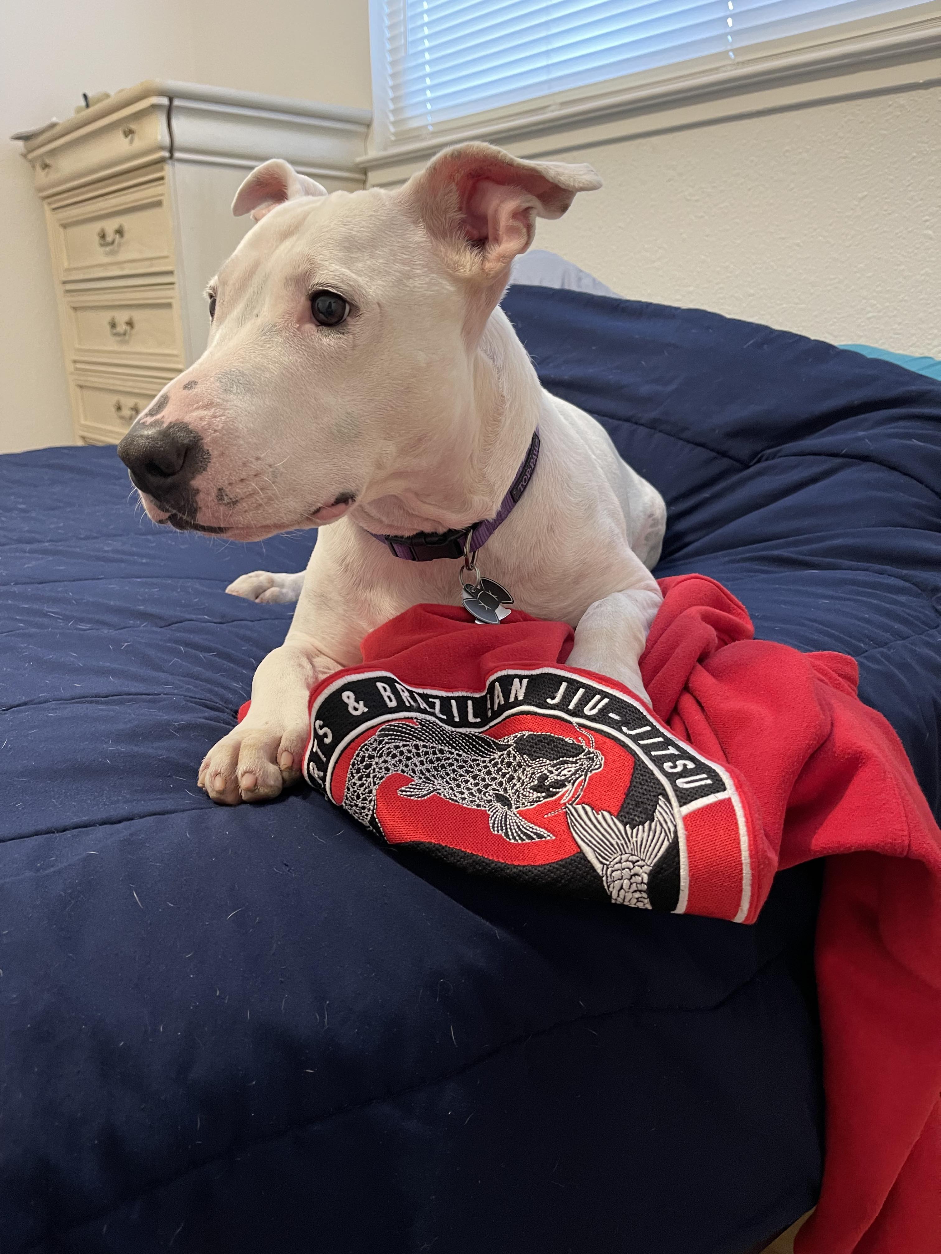 Ashton, a Adoptable Bull Terrier in Rocklin , CA image 5/6