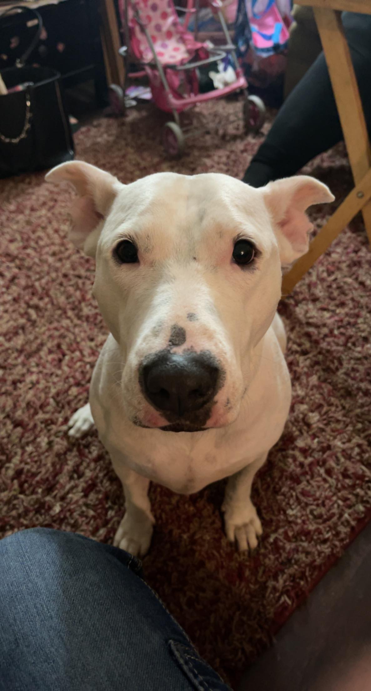 Ashton, a Adoptable Bull Terrier in Rocklin , CA image 6/6