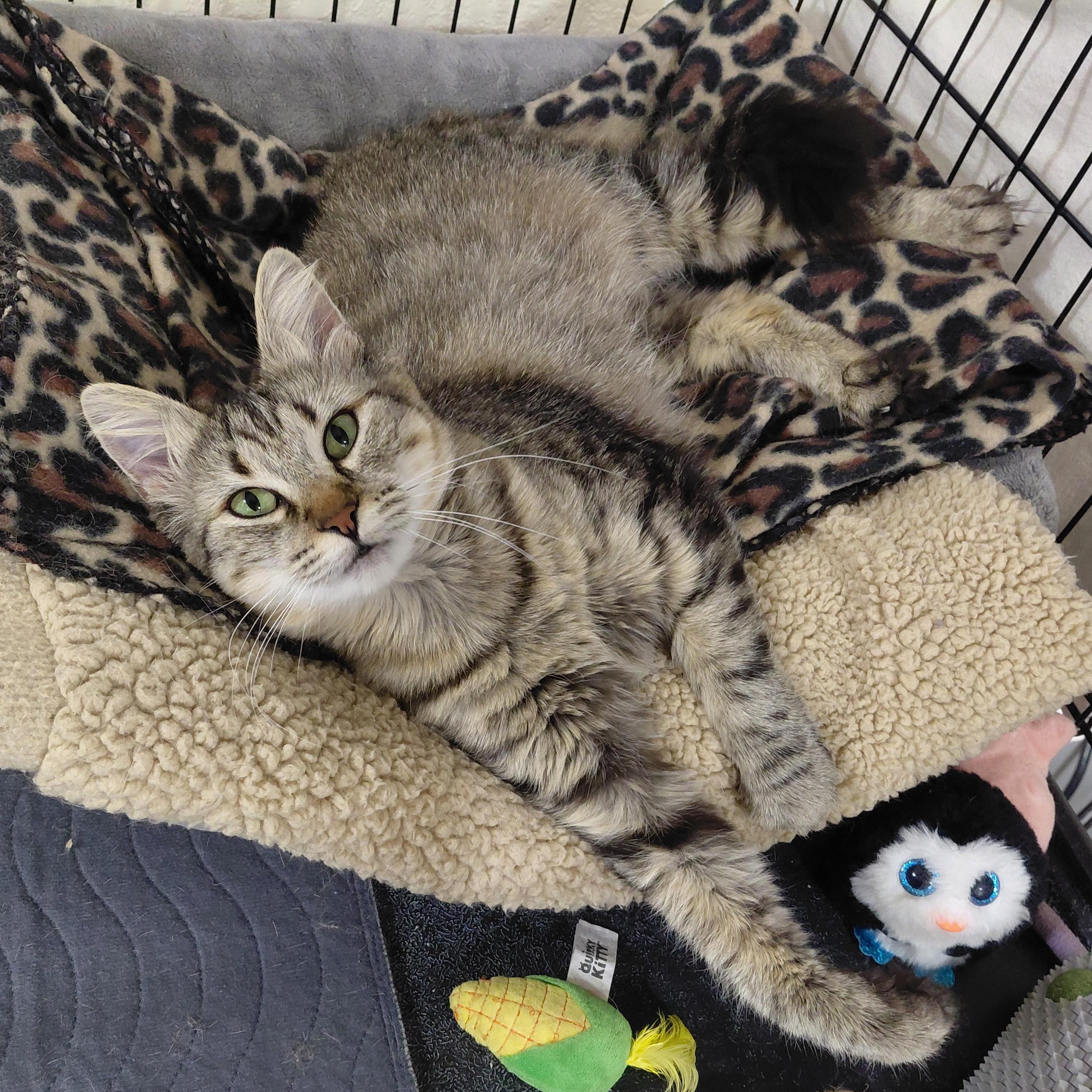 Enlarge Sally Sue - (ch), a Adoptable mixed breed in Burlington, WA image 2/5