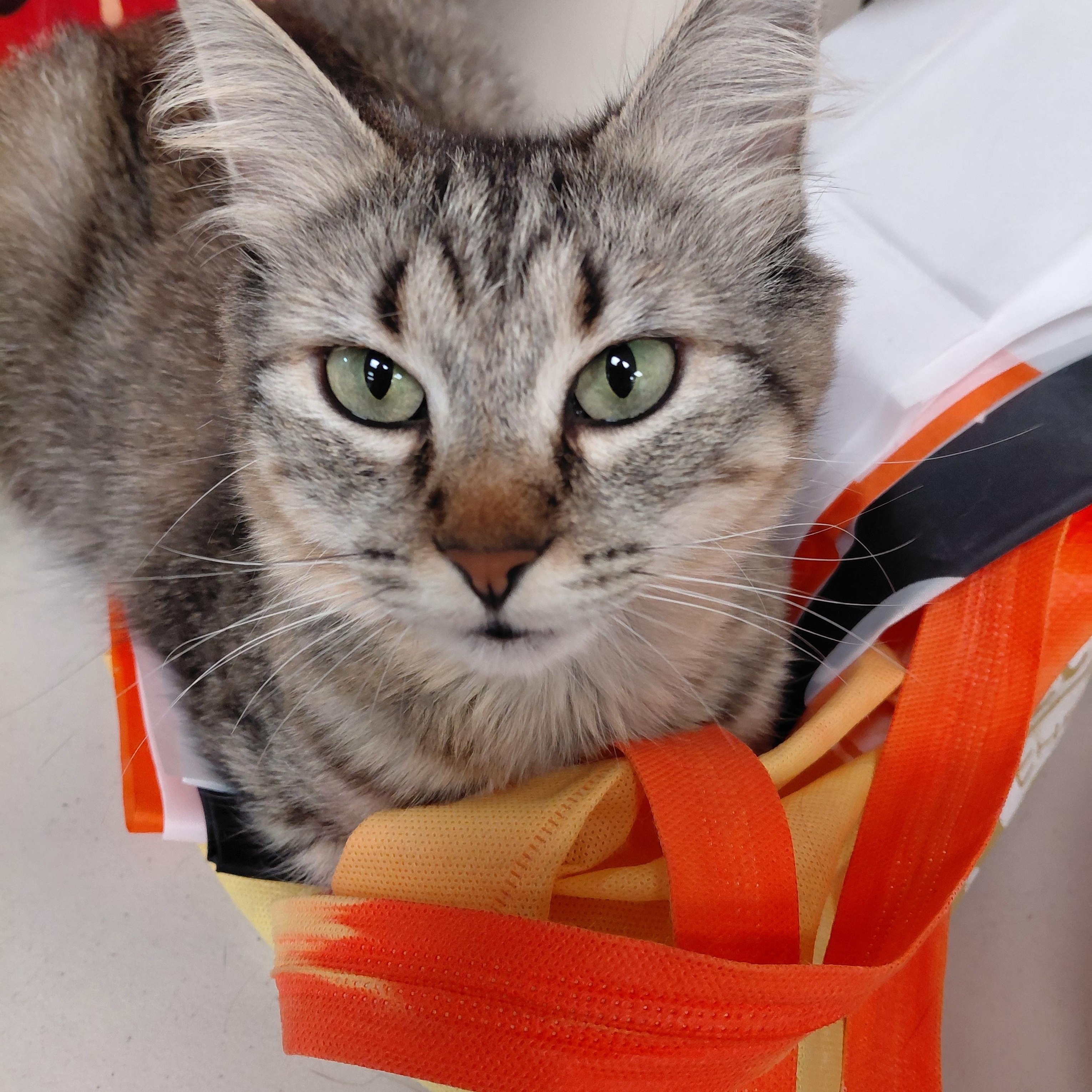 Sally Sue - (ch), Adoptable, Adult Female Tabby & Domestic Medium Hair.