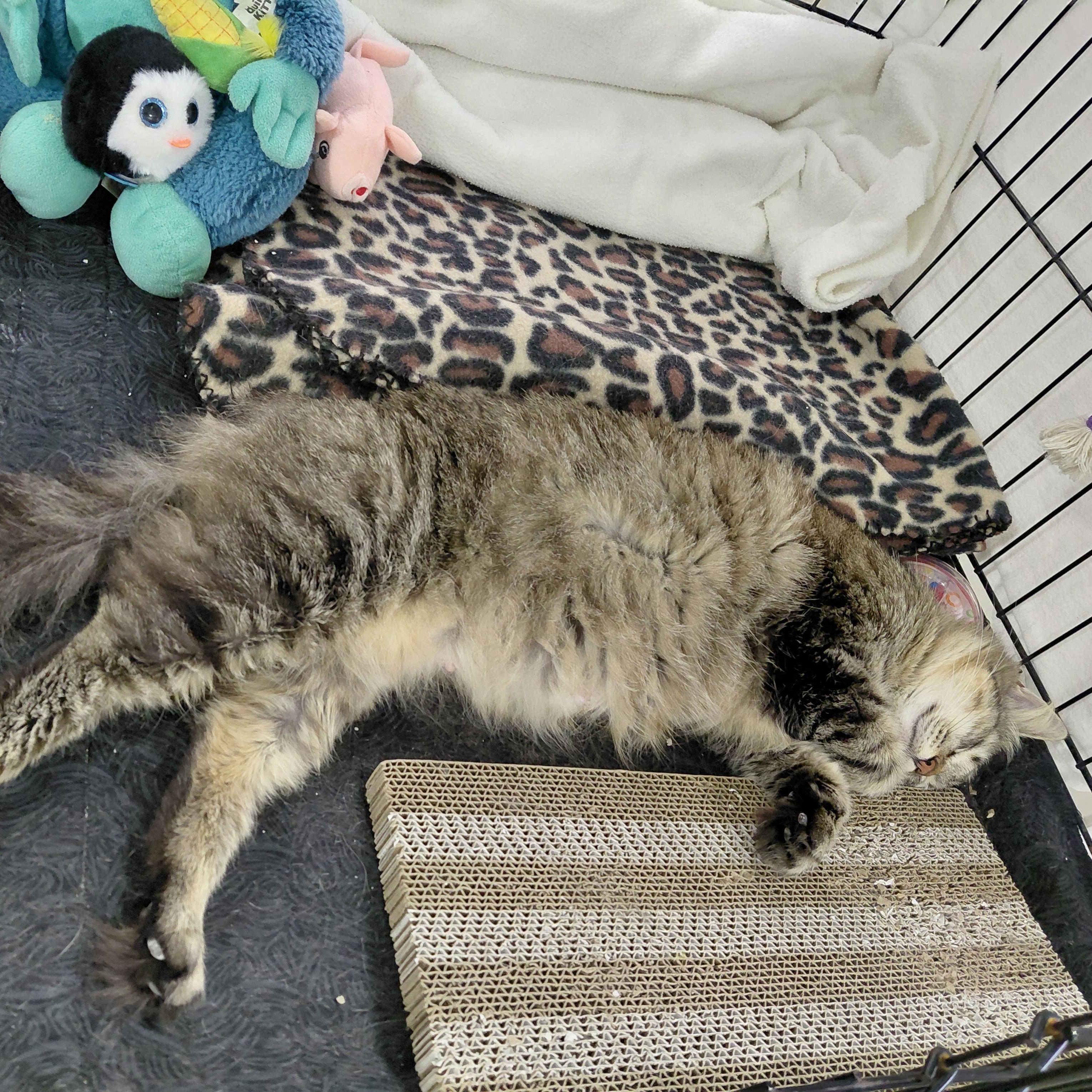 Enlarge Sally Sue - (ch), a Adoptable mixed breed in Burlington, WA image 3/5