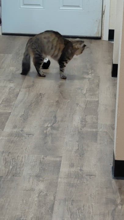 Enlarge Sally Sue - (ch), a Adoptable mixed breed in Burlington, WA video 5/5