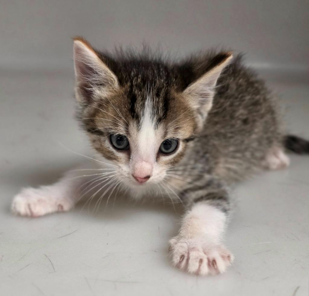 Kitten 4, Adoptable, Kitten Female Domestic Short Hair.