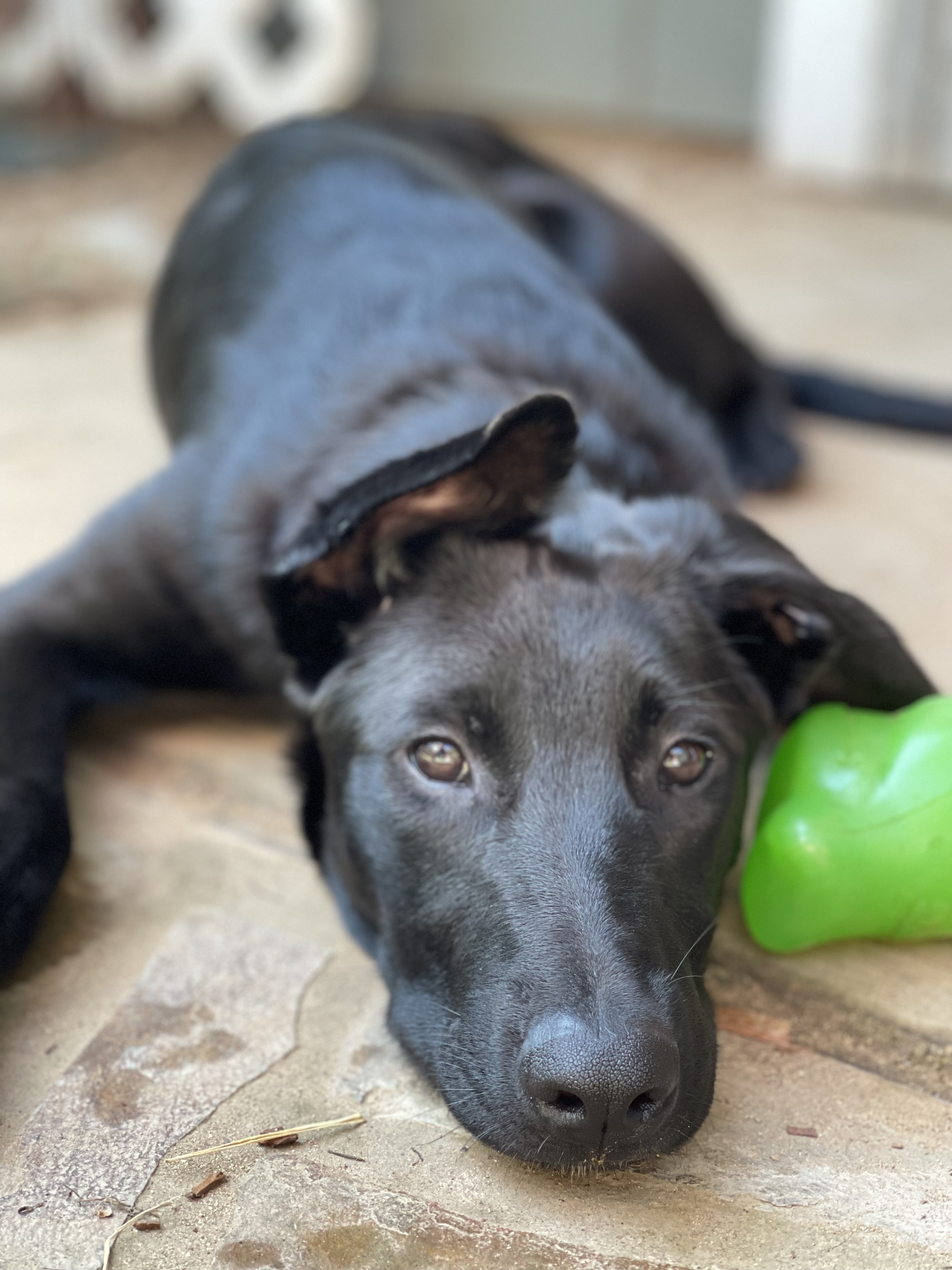 Honey Bear, Adopted, Puppy Female Belgian Shepherd / Malinois & German Shepherd Dog.