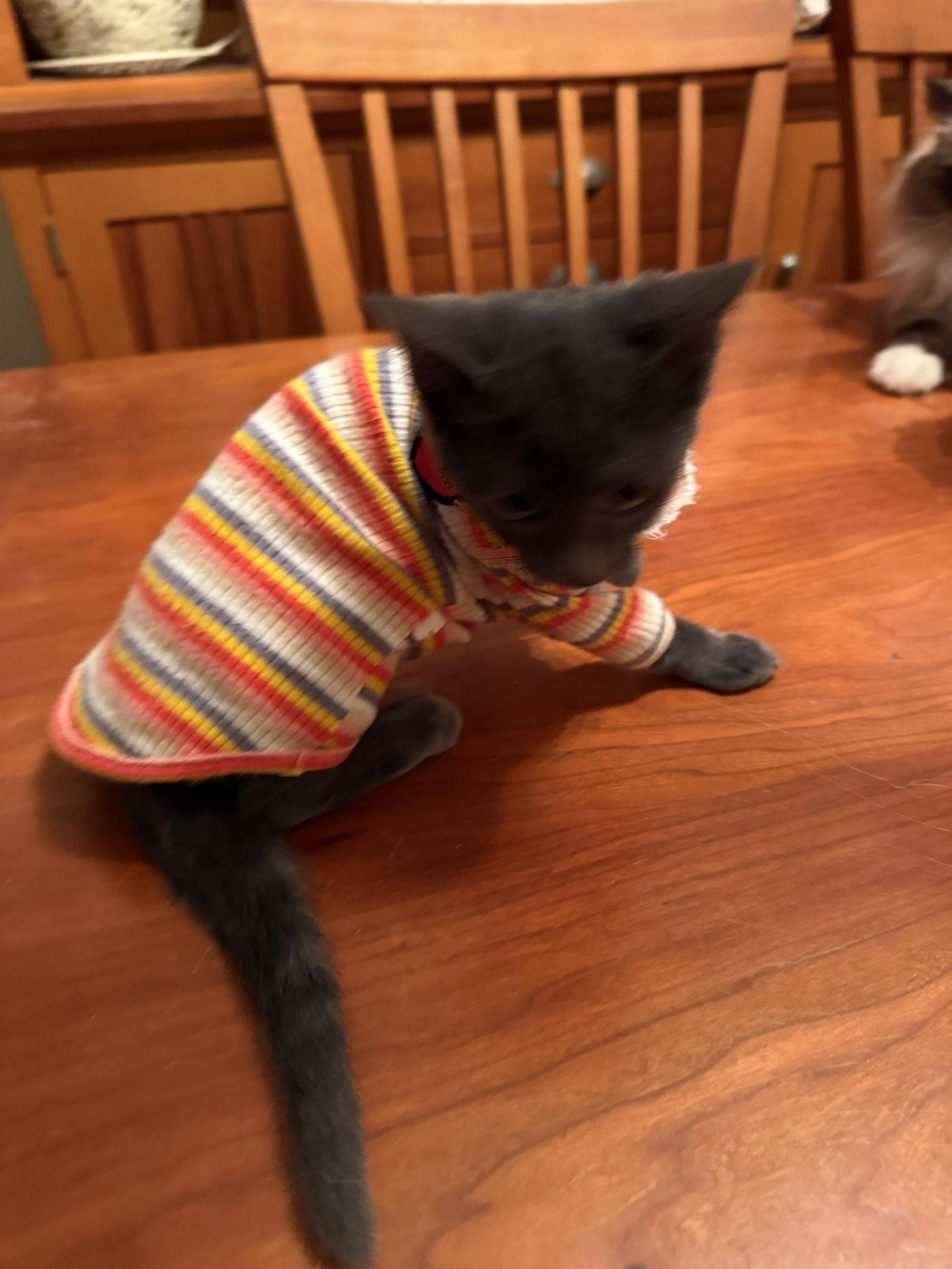 Enlarge Birkin, a Adopted Russian Blue in Naples, FL image 1/2