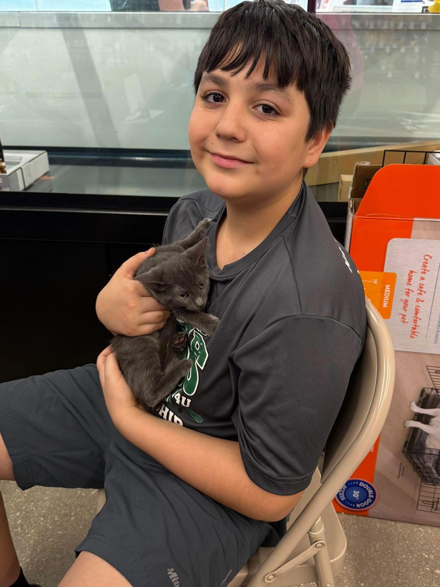 Enlarge Birkin, a Adopted Russian Blue in Naples, FL image 2/2