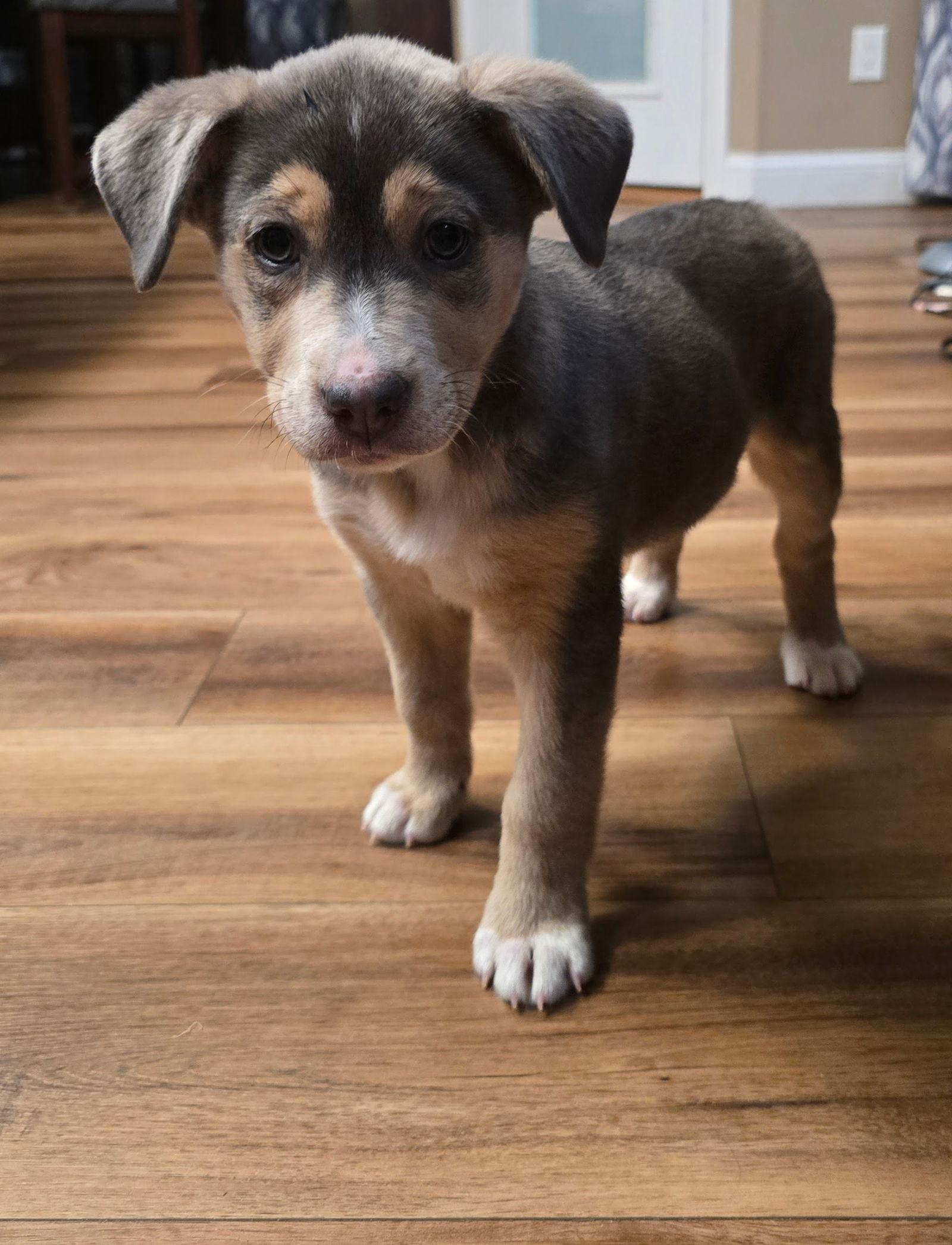 Ashlie, Adoptable, Puppy Female Husky.