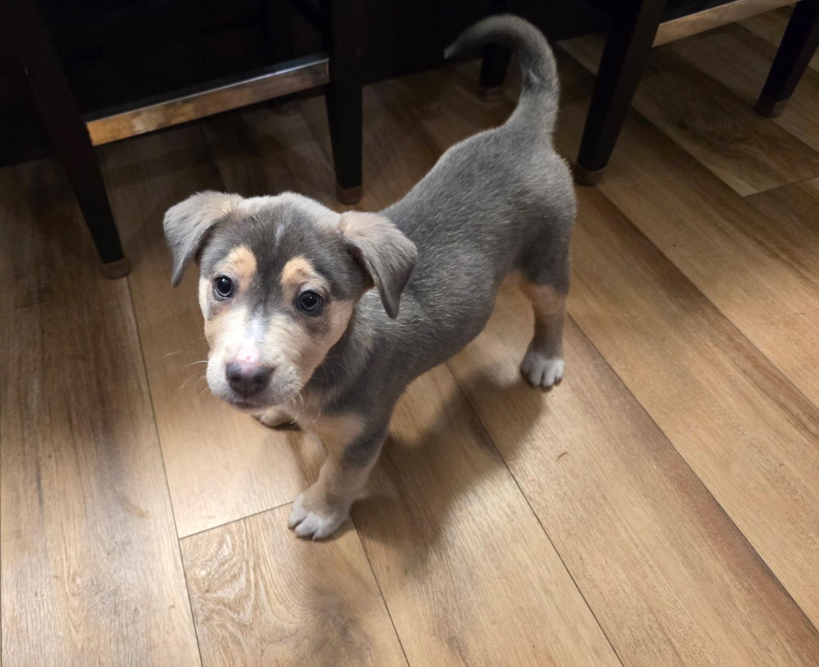 Enlarge Ashlie, a Adoptable Husky in Barnhart, MO image 2/2