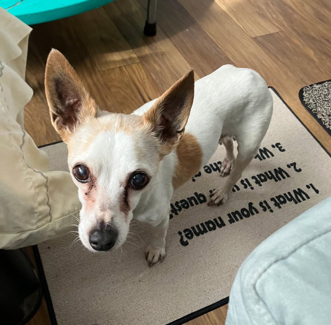 Jack, Senior Male Jack Russell Terrier
