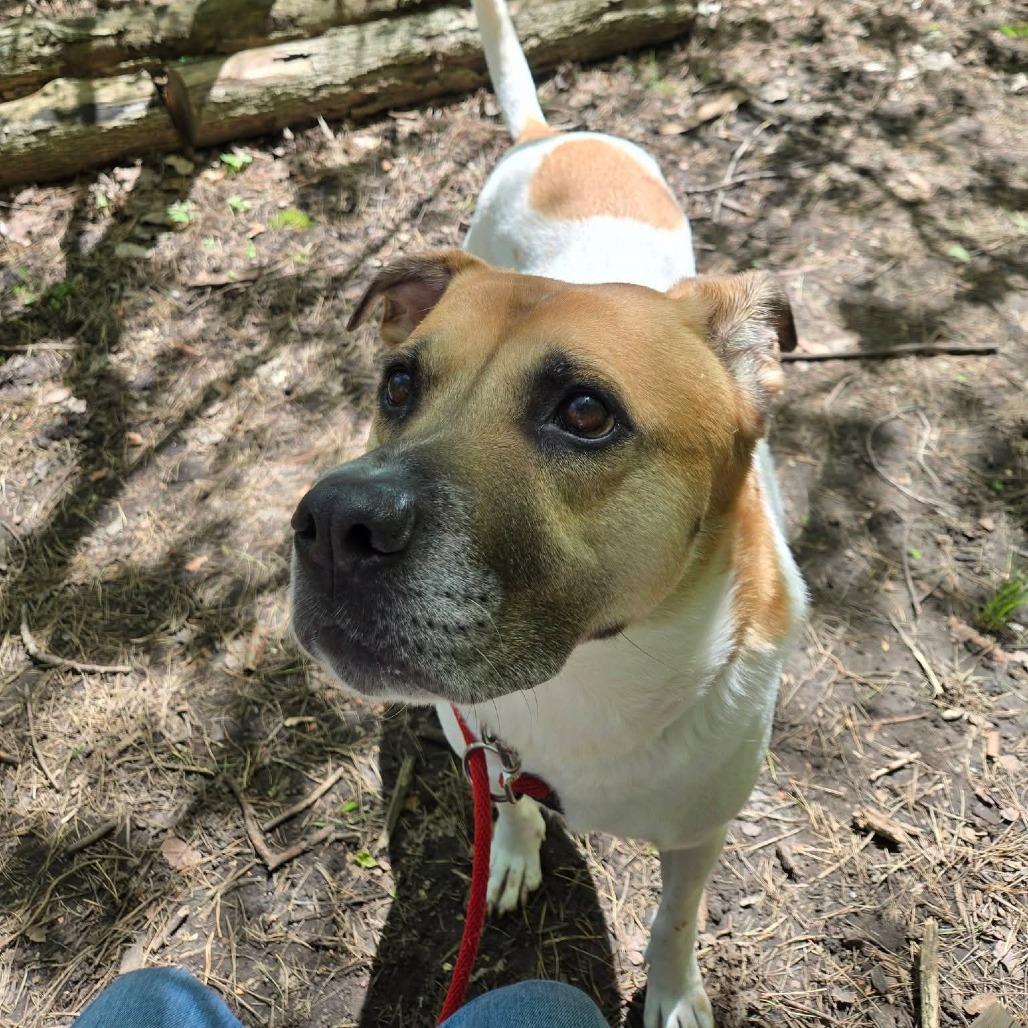 MarDay, a Adoptable Mixed Breed in Grand Rapids, MI image 1/6