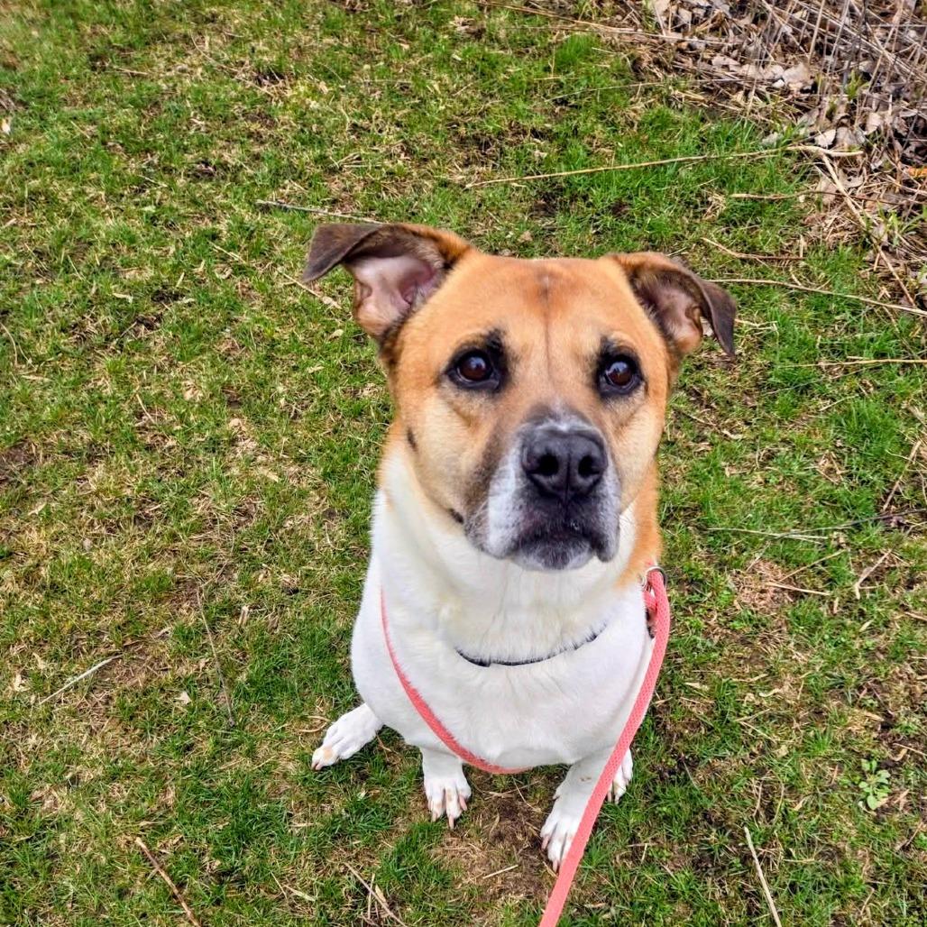 MarDay, a Adoptable Mixed Breed in Grand Rapids, MI image 2/6