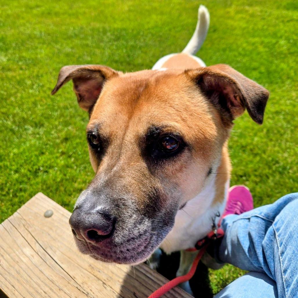 MarDay, a Adoptable Mixed Breed in Grand Rapids, MI image 3/6
