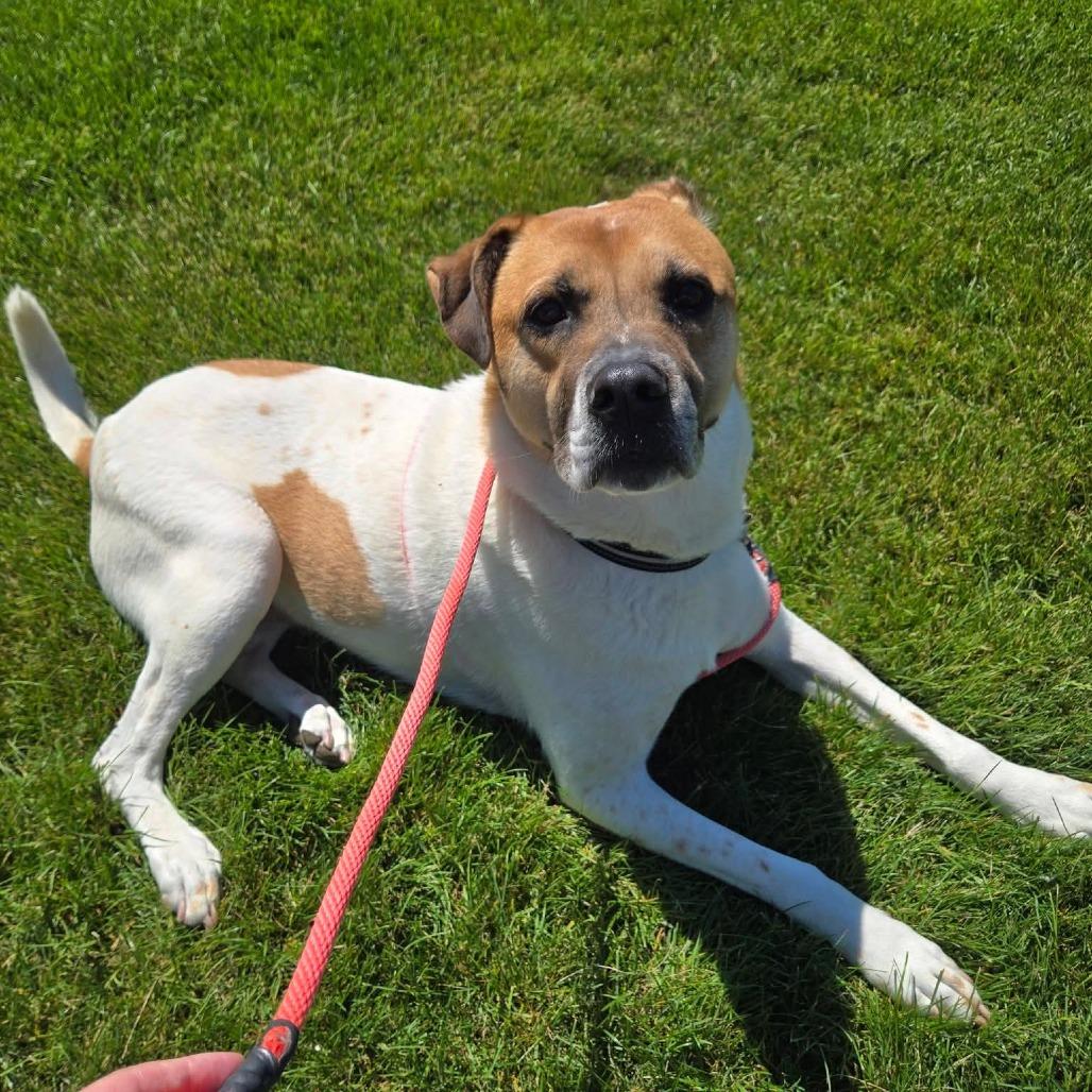 MarDay, a Adoptable Mixed Breed in Grand Rapids, MI image 4/6