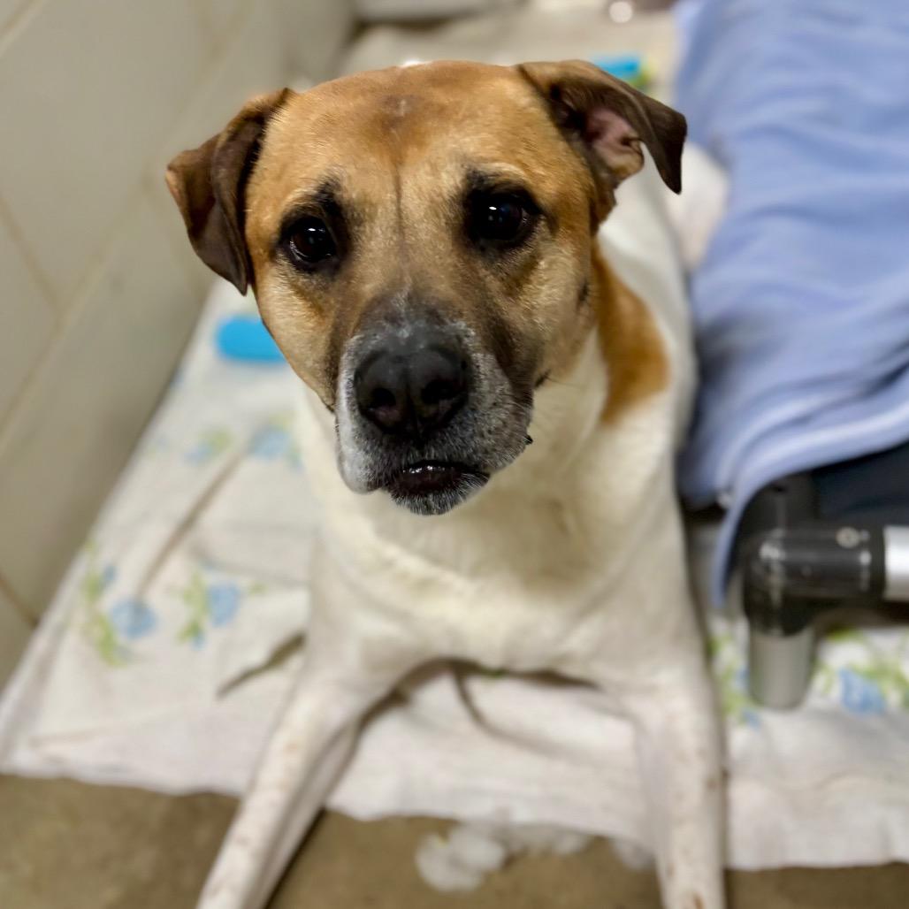 MarDay, a Adoptable Mixed Breed in Grand Rapids, MI image 5/6