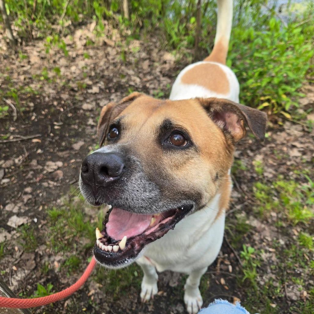 MarDay, a Adoptable Mixed Breed in Grand Rapids, MI image 6/6