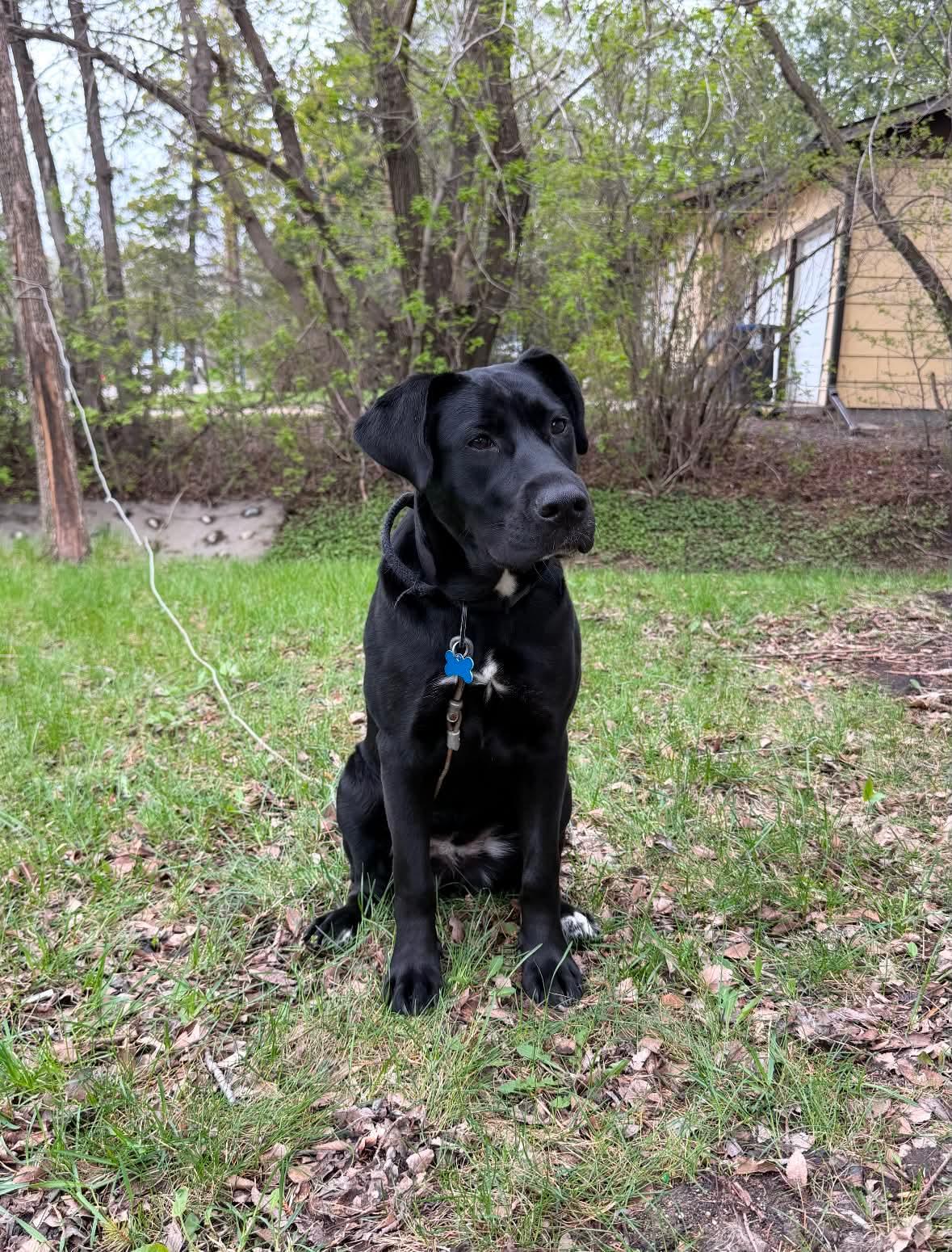 Saucy , adoptable, Puppy Female Mastiff.