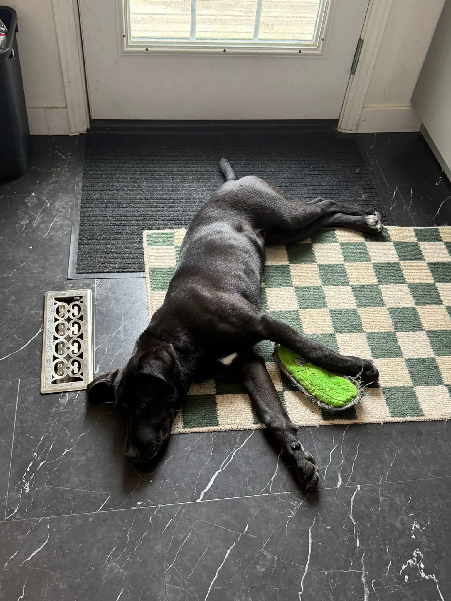 Enlarge Saucy , an adoptable mixed breed in Winnipeg, MB image 4/5