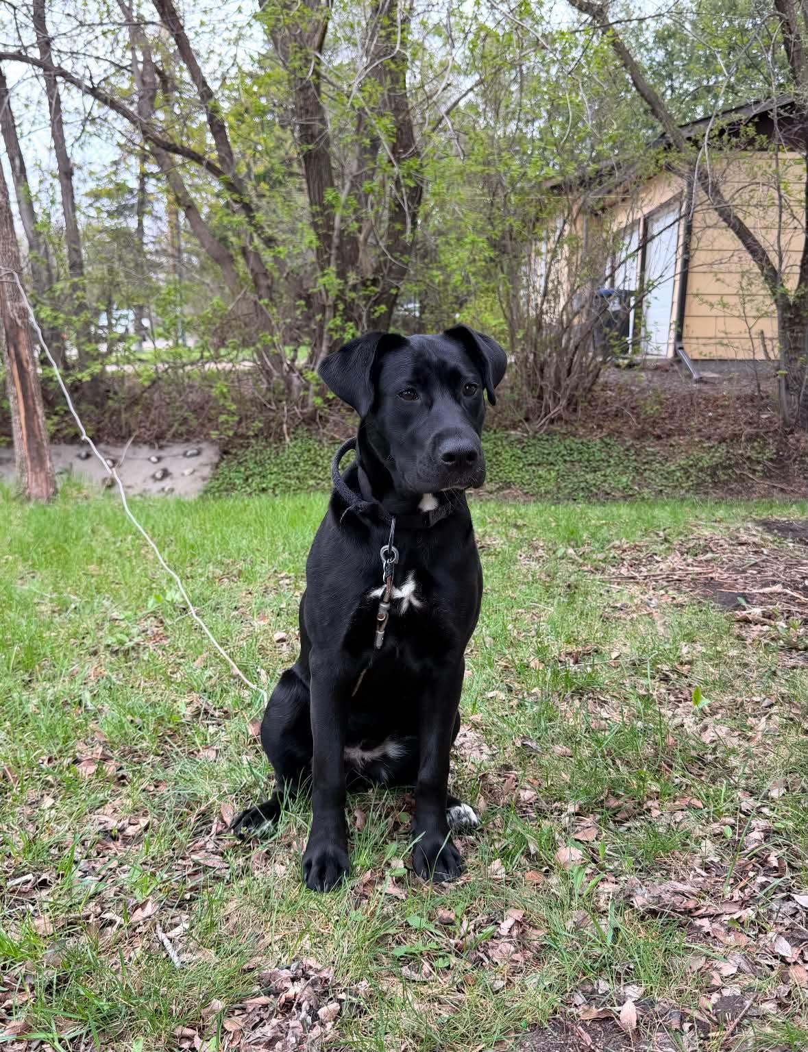 Enlarge Saucy , an adoptable mixed breed in Winnipeg, MB image 3/5