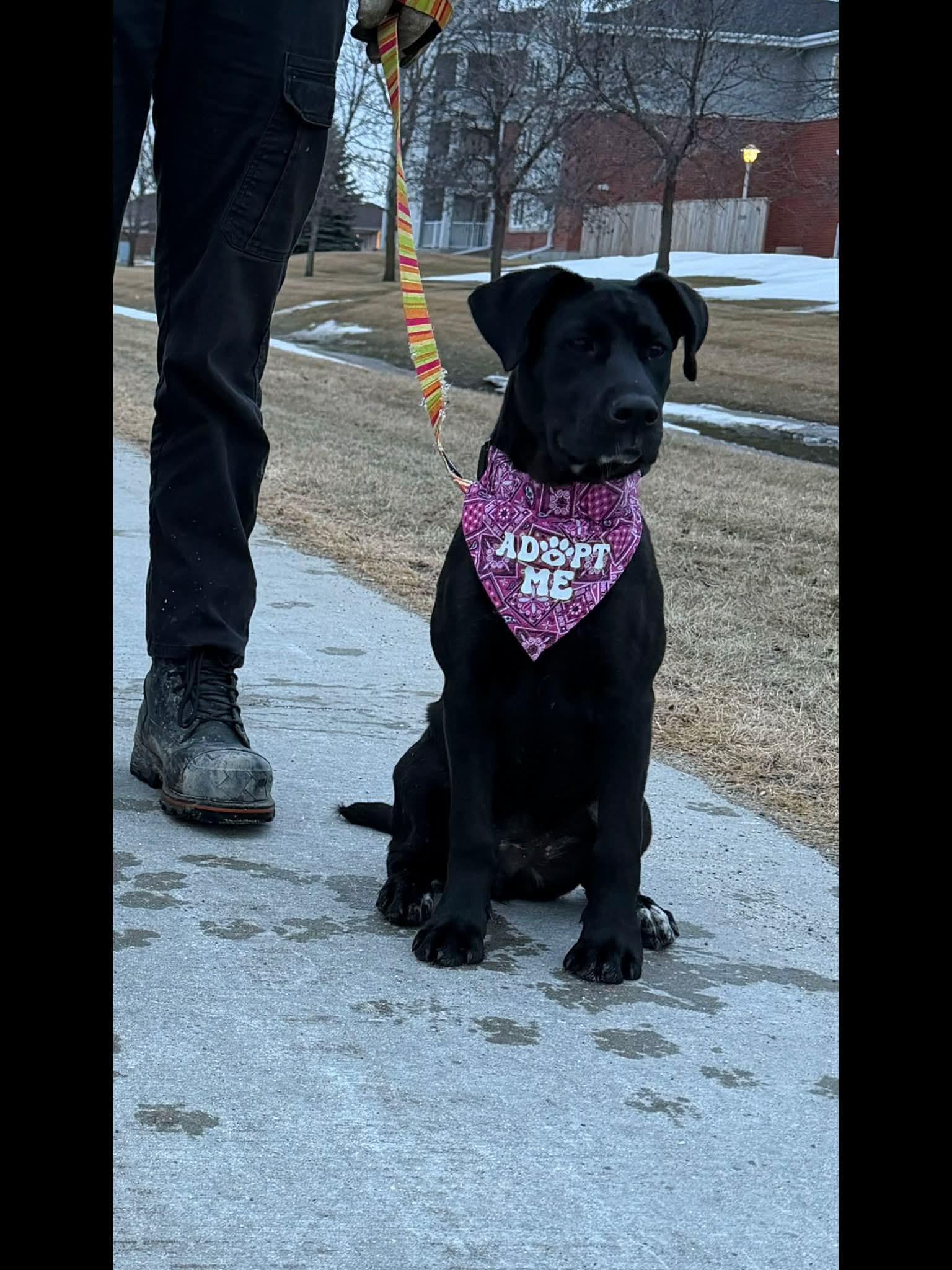 Saucy , adoptable, Puppy Female Mastiff.