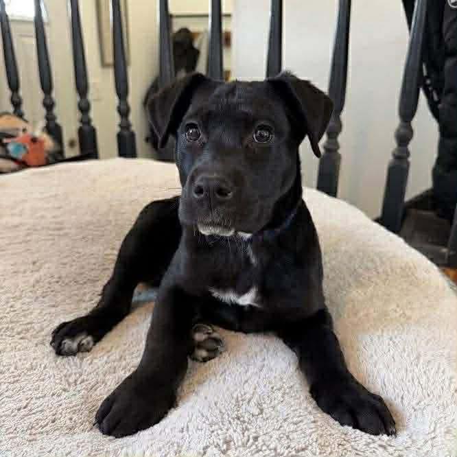 Saucy , adoptable, Puppy Female Mastiff.