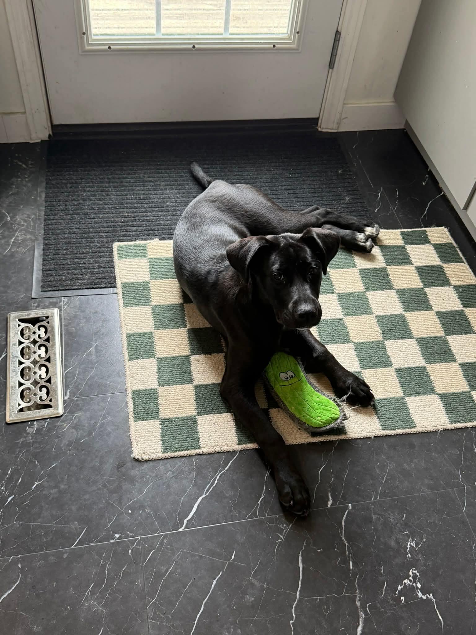 Enlarge Saucy , an adoptable mixed breed in Winnipeg, MB image 3/5