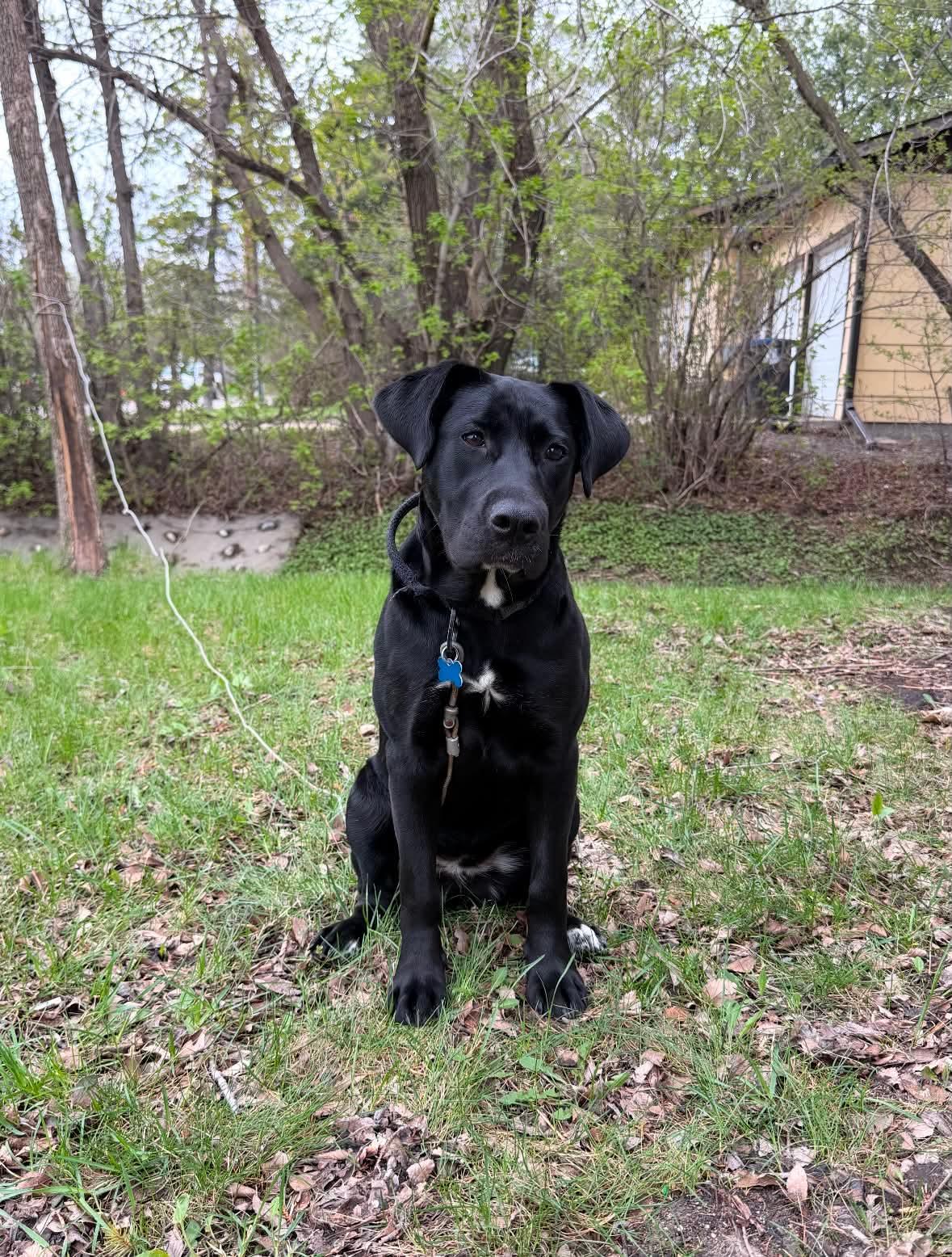Enlarge Saucy , an adoptable mixed breed in Winnipeg, MB image 2/5