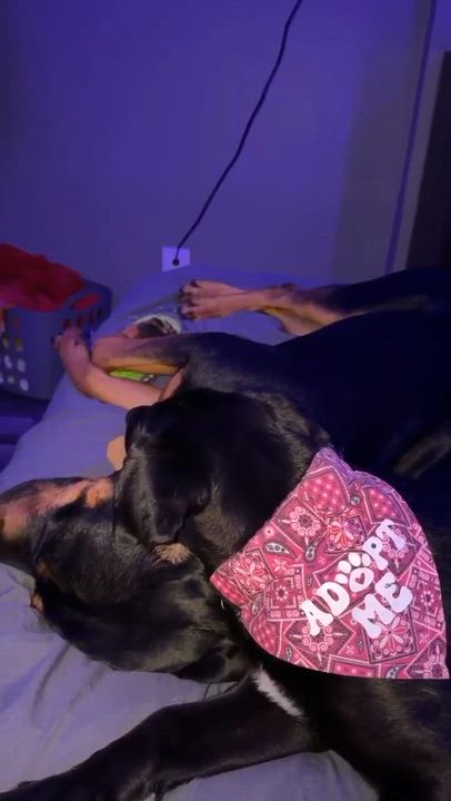 Enlarge Saucy , an adoptable mixed breed in Winnipeg, MB video 5/5