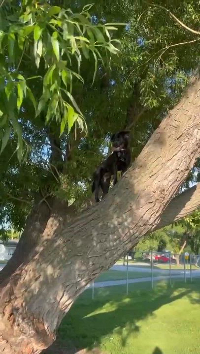 Enlarge Saucy , an adoptable mixed breed in Winnipeg, MB video 4/5