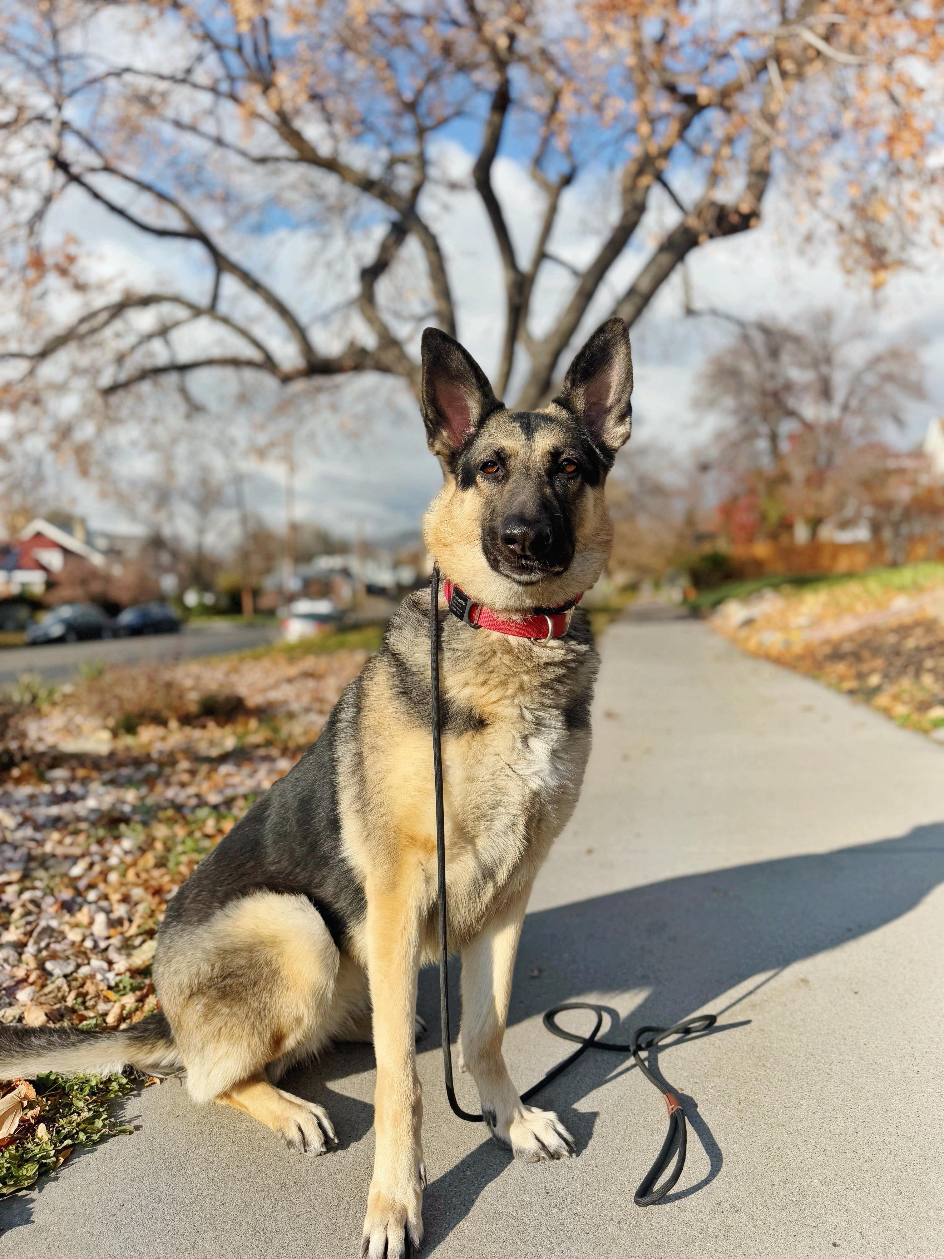 Enlarge Heidi, a Adoptable mixed breed in salt lake city, UT image 2/6