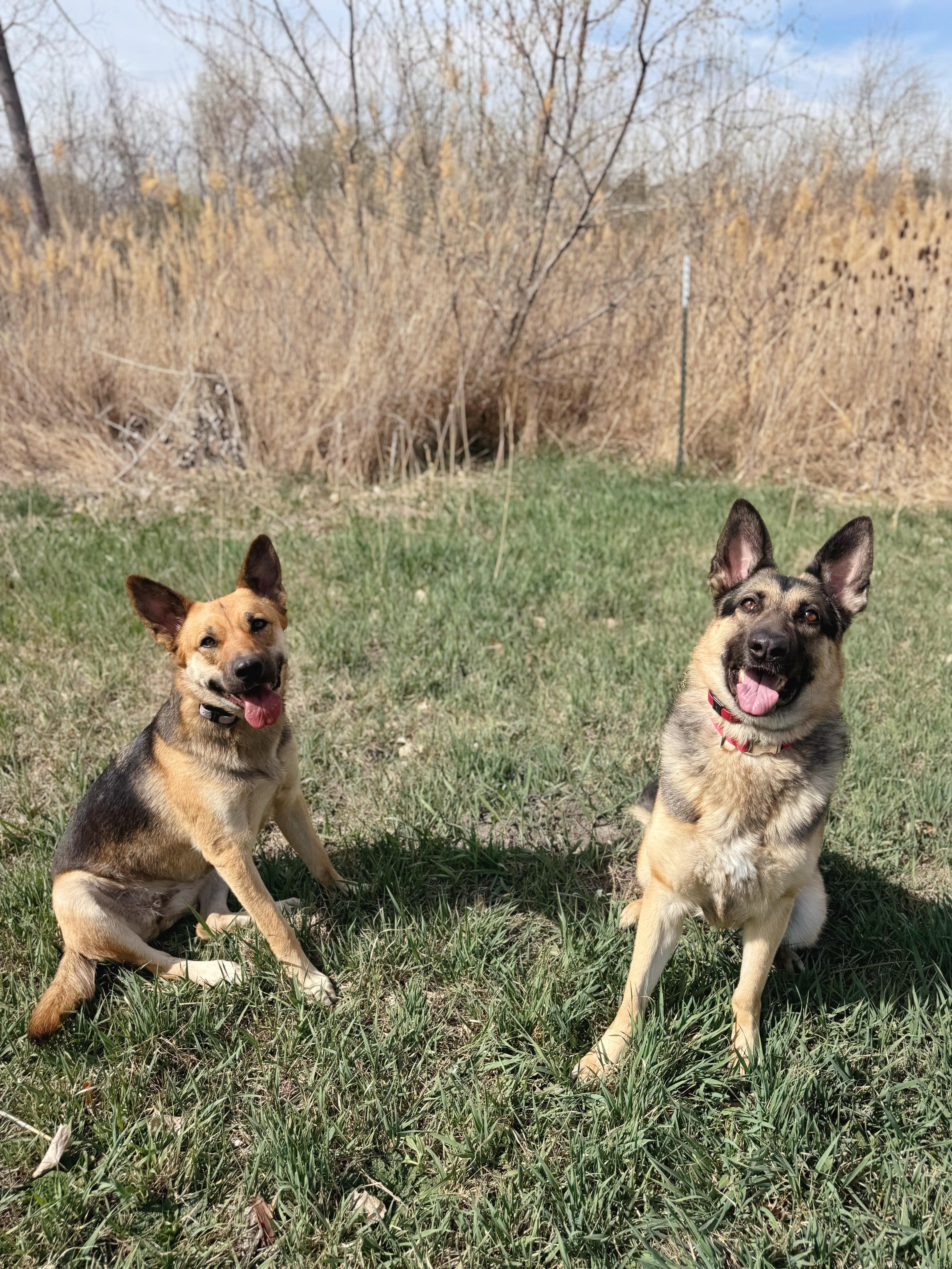 Enlarge Heidi, a Adoptable mixed breed in salt lake city, UT image 3/6