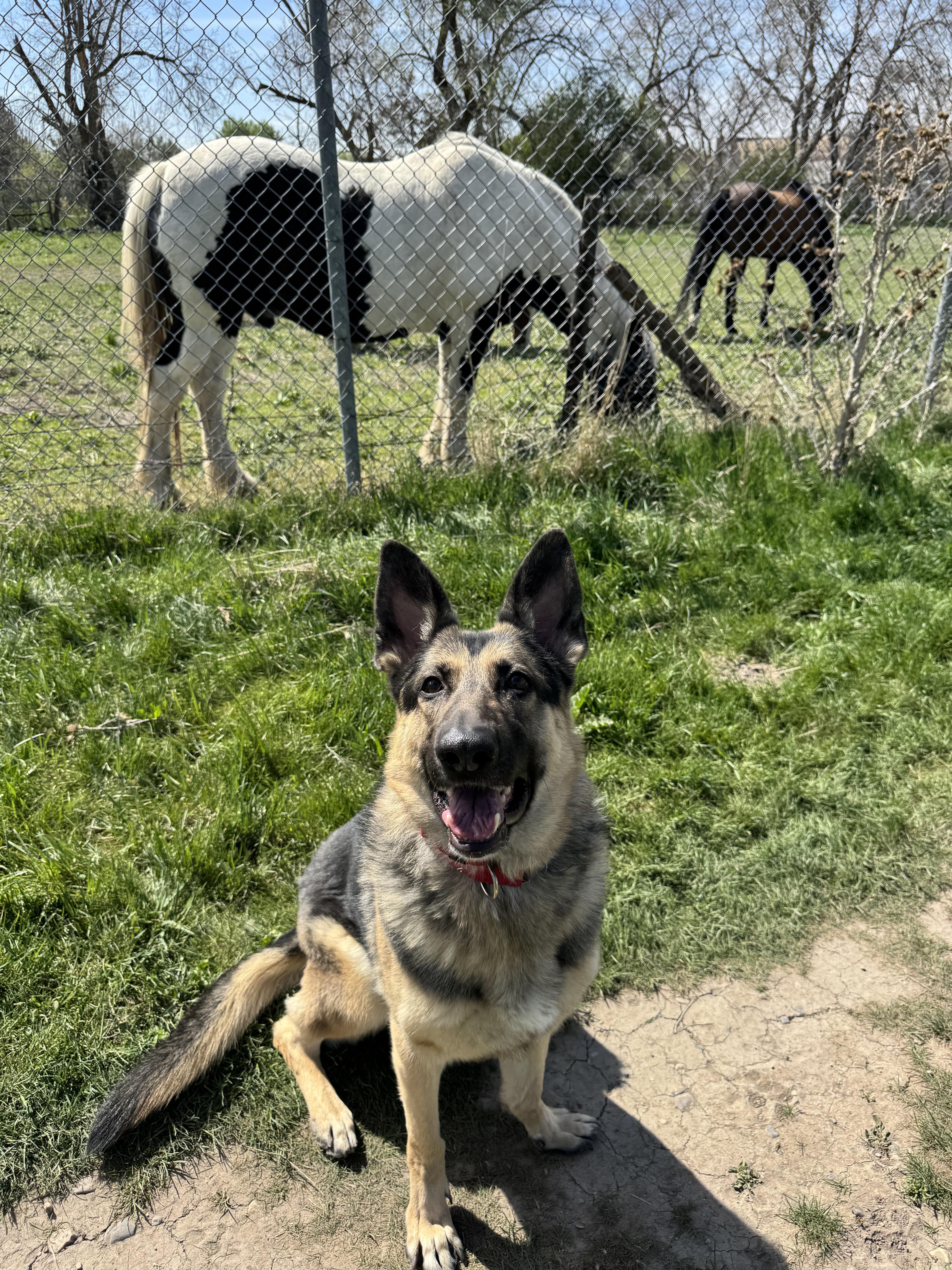 Enlarge Heidi, a Adoptable mixed breed in salt lake city, UT image 6/6