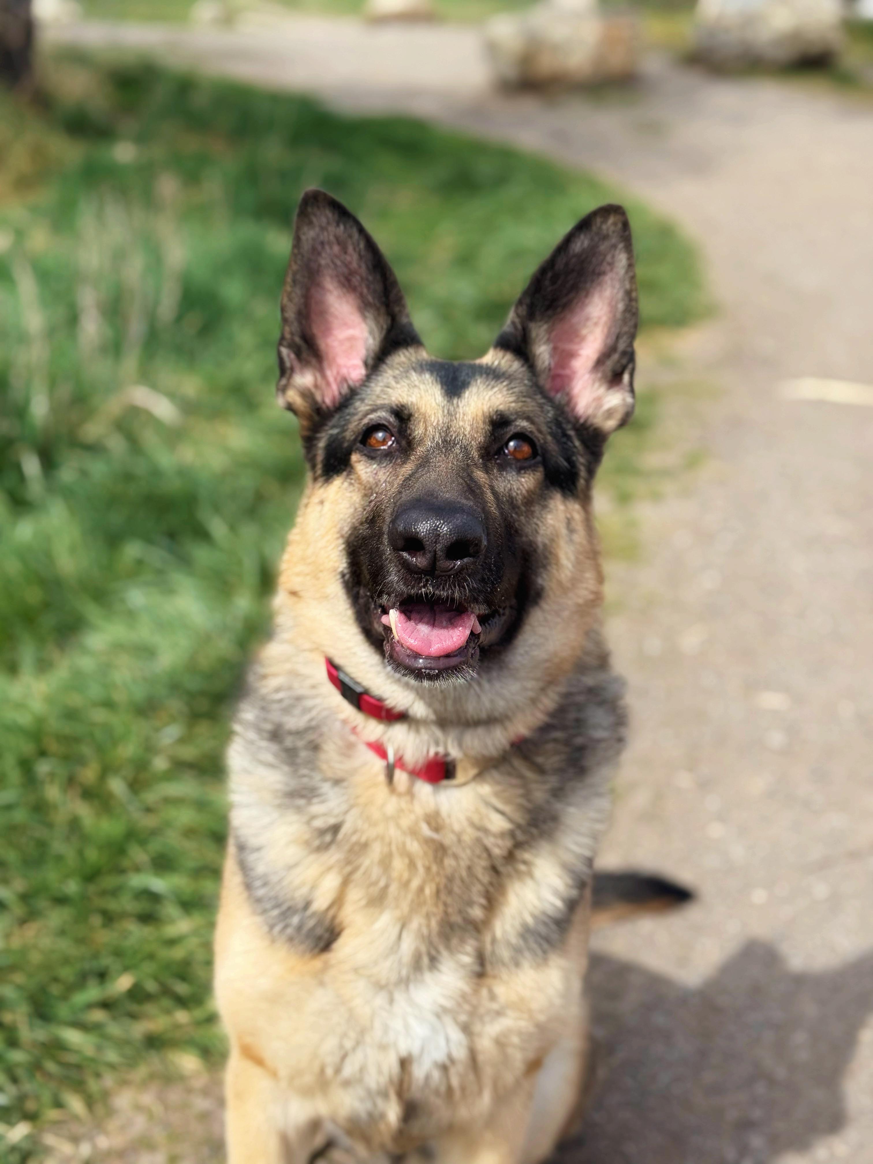 Heidi, Adoptable, Adult Female German Shepherd Dog & Husky.