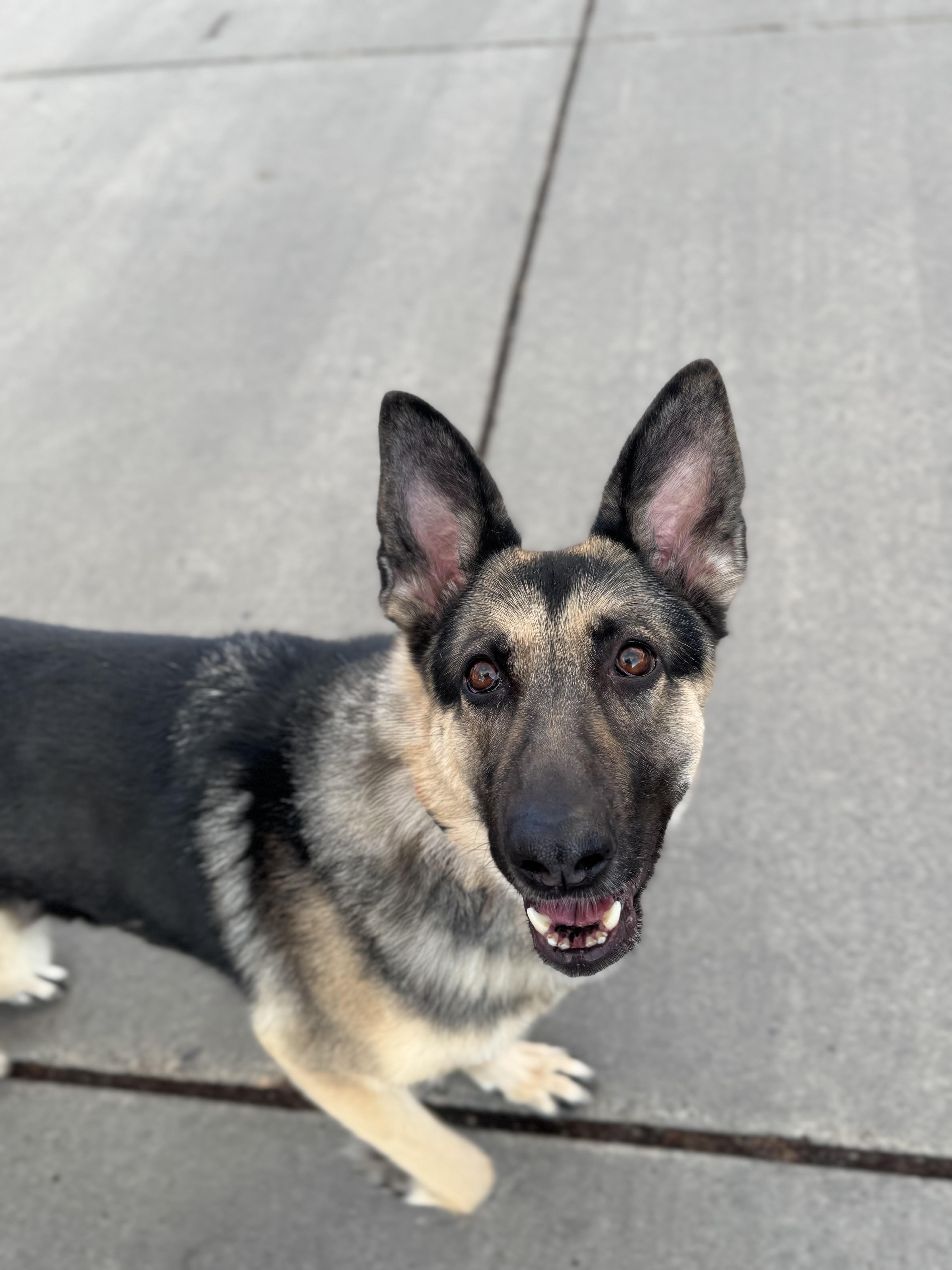 Enlarge Heidi, a Adoptable mixed breed in salt lake city, UT image 4/6