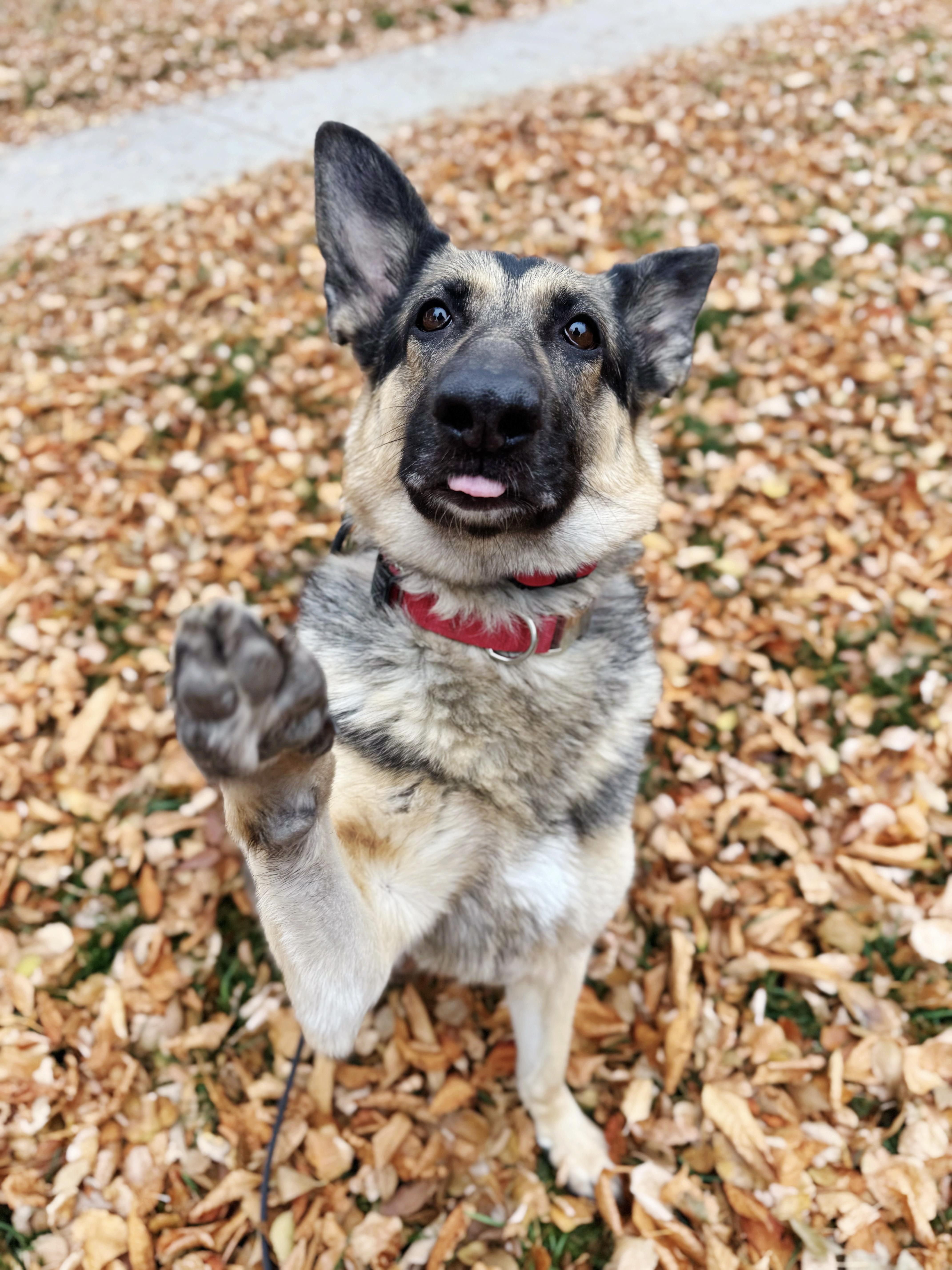 Enlarge Heidi, a Adoptable mixed breed in salt lake city, UT image 5/6