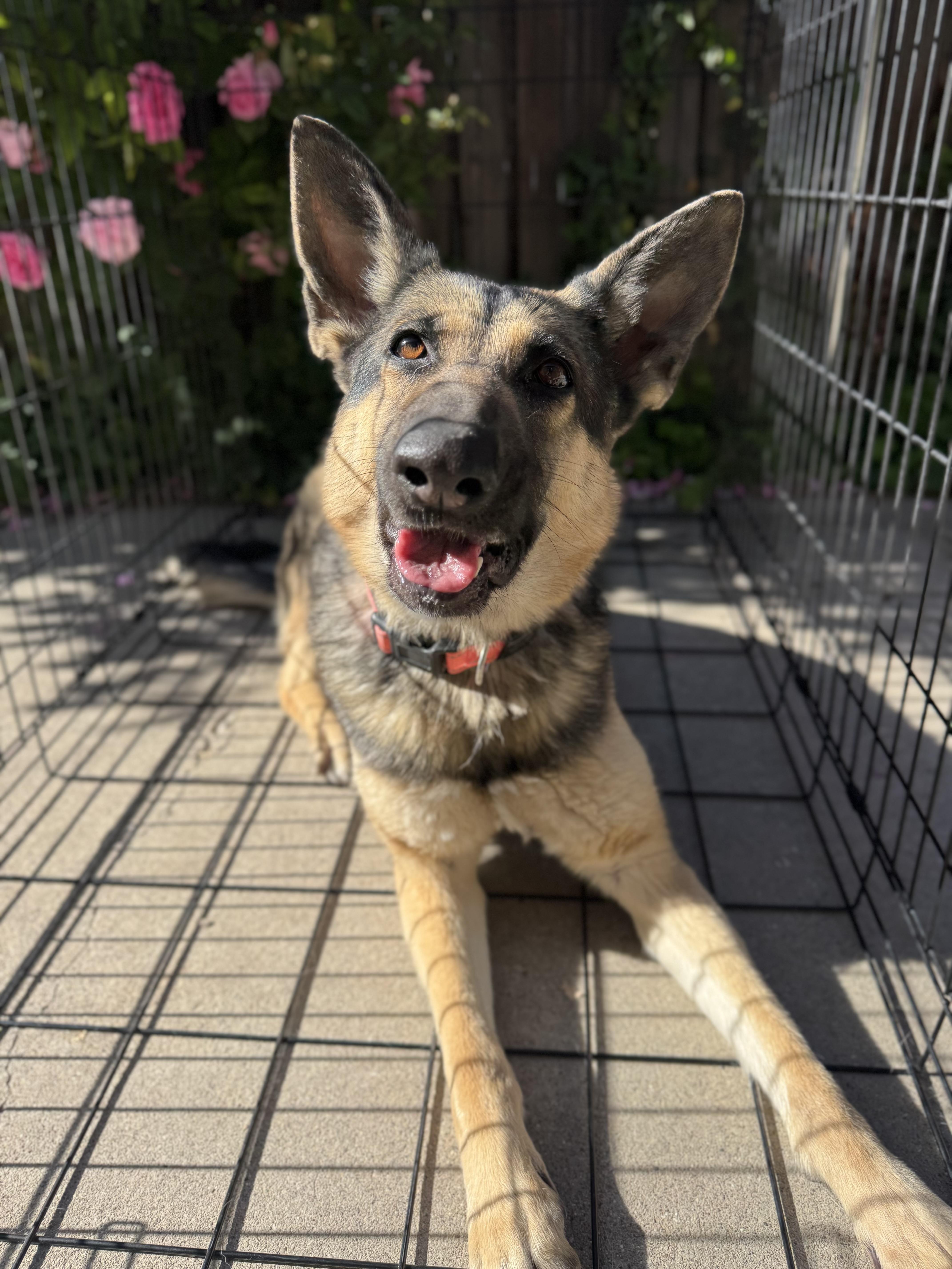 Heidi, an adoptable German Shepherd Dog in salt lake city, UT, 84102 | Photo Image 4