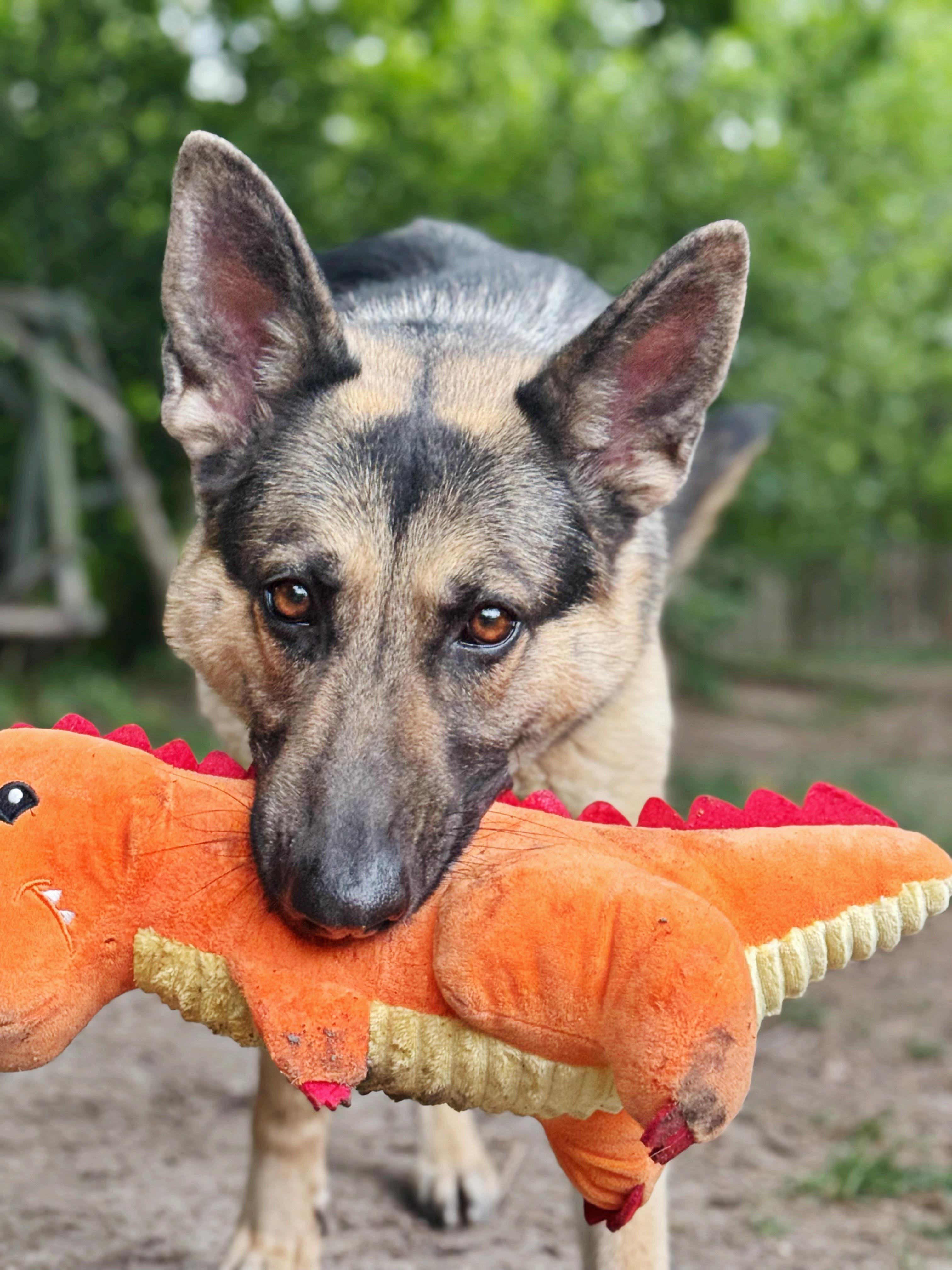 Heidi, a Adoptable mixed breed in salt lake city, UT image 4/6
