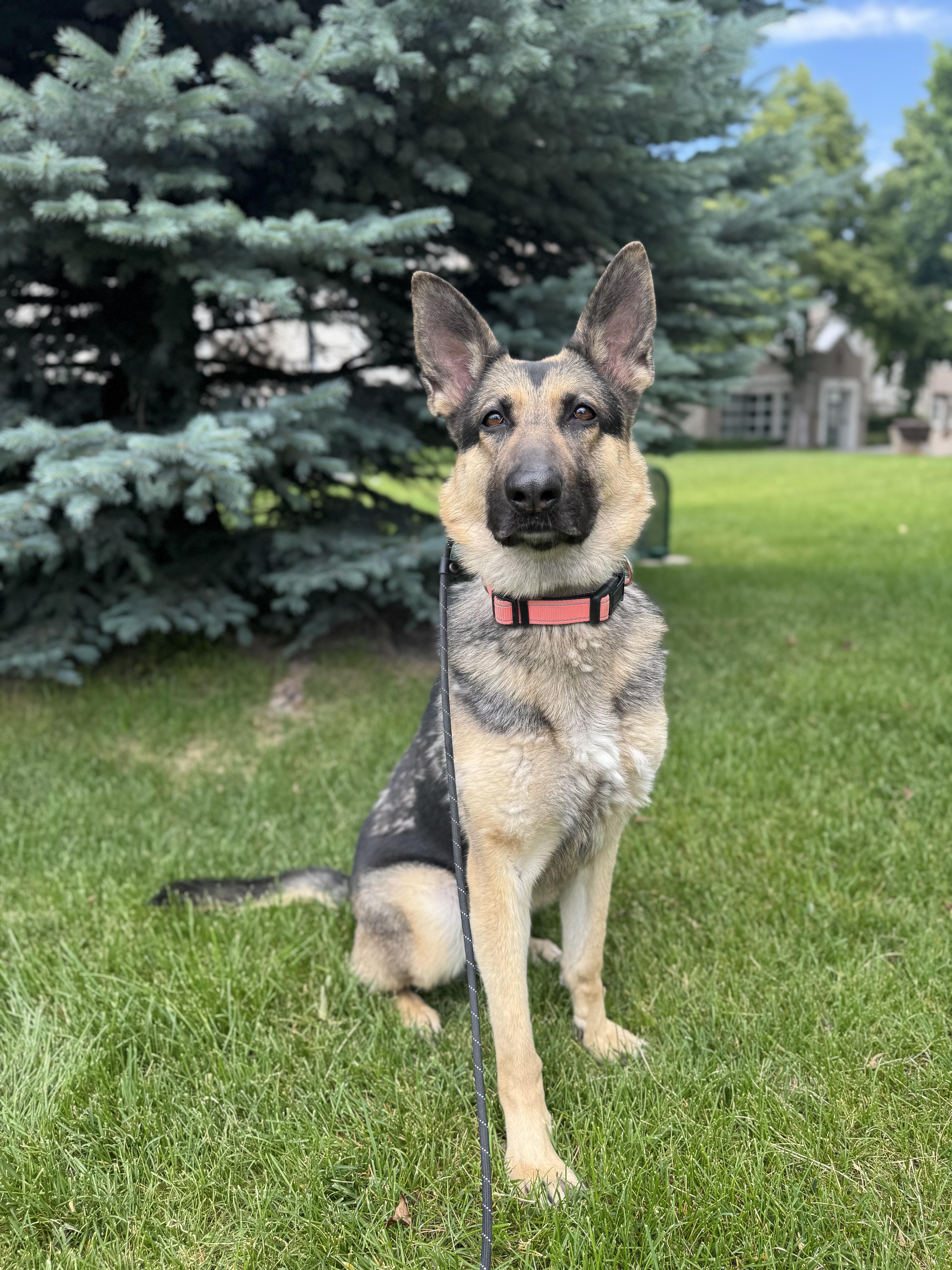 Heidi, a Adoptable mixed breed in salt lake city, UT image 5/6