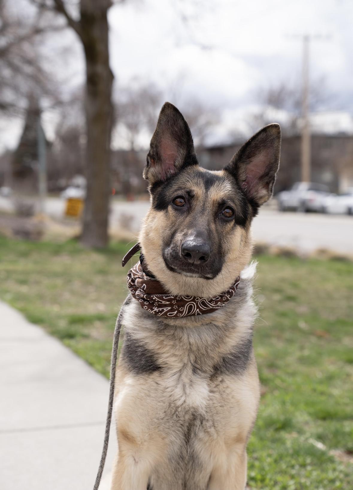 Heidi, a Adoptable mixed breed in salt lake city, UT image 1/6