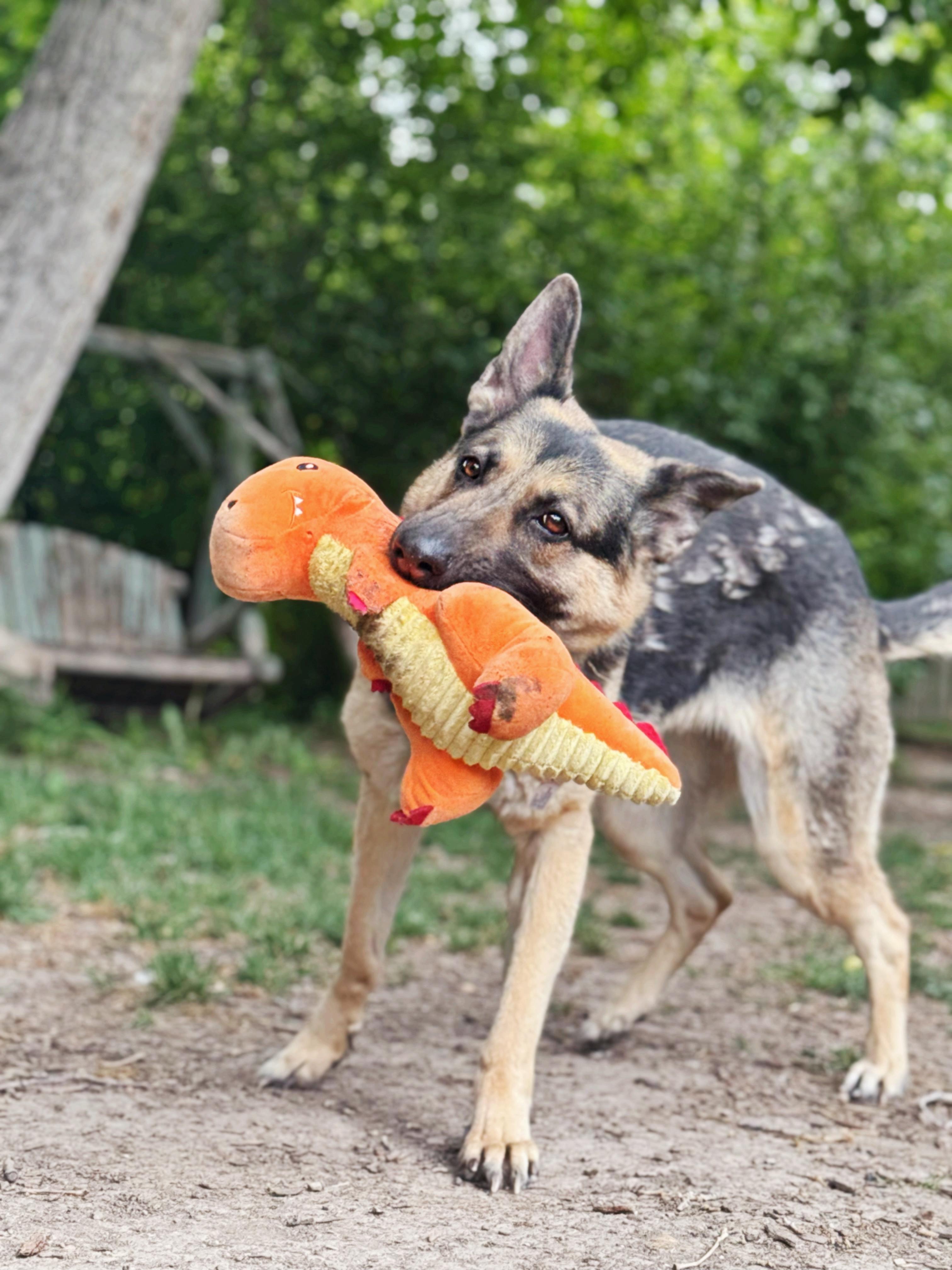 Heidi, an adoptable German Shepherd Dog in salt lake city, UT, 84102 | Photo Image 3